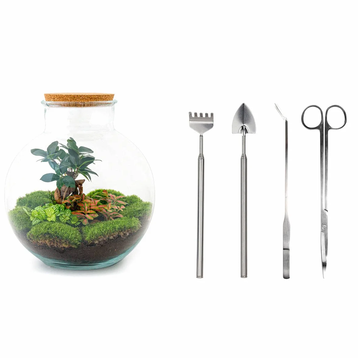 Terrarium do roślin Sammie • roślina ekosystemowa • ↑ 26,5 cm – DIY – kompletny zestaw terrarium – terrarium – miejski terrarium – terrarium + grabienie + łopatka + pęseta + nożyczki