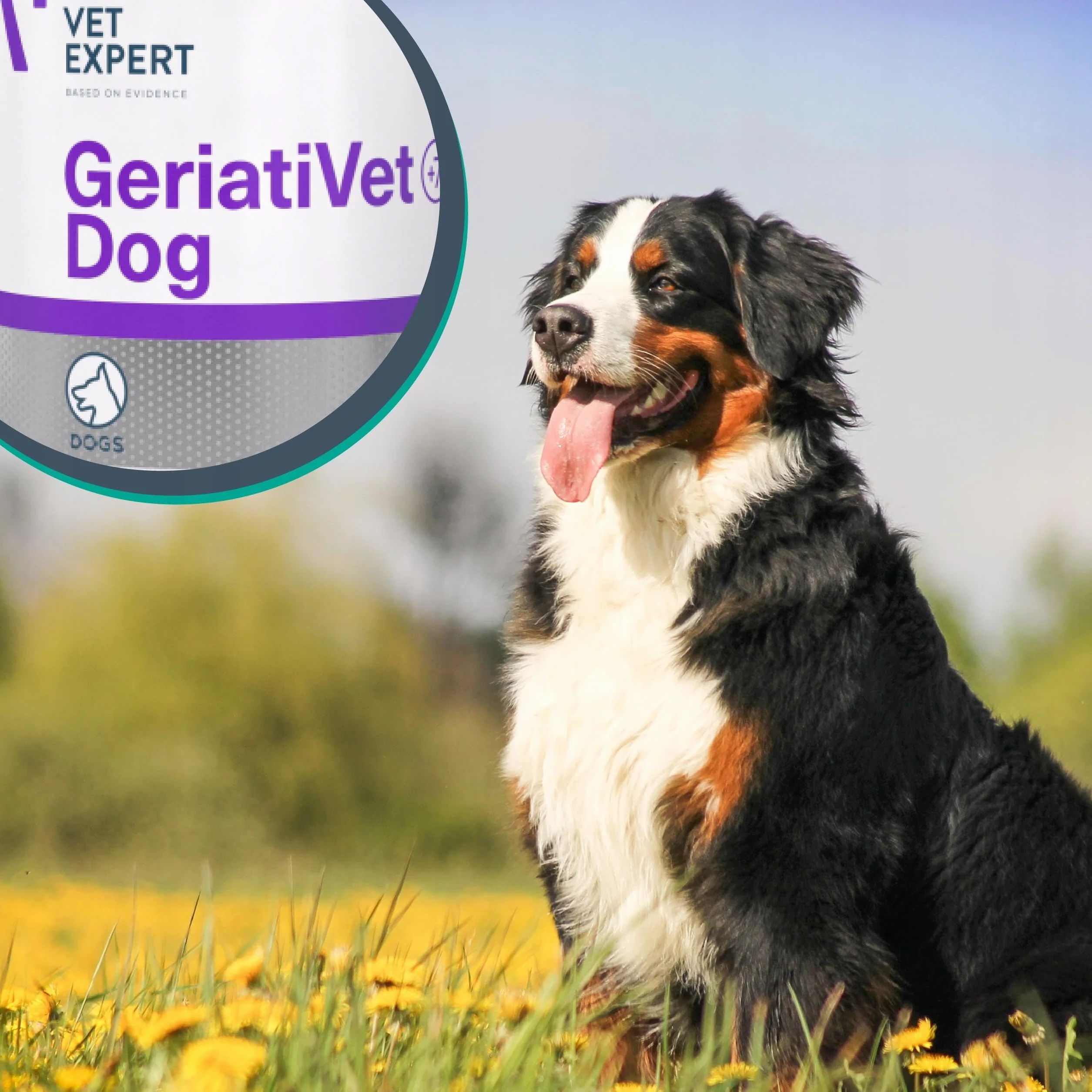VET EXPERT GERIATIVET DOG - preparat wspomagający dla starszych psów 45 tab