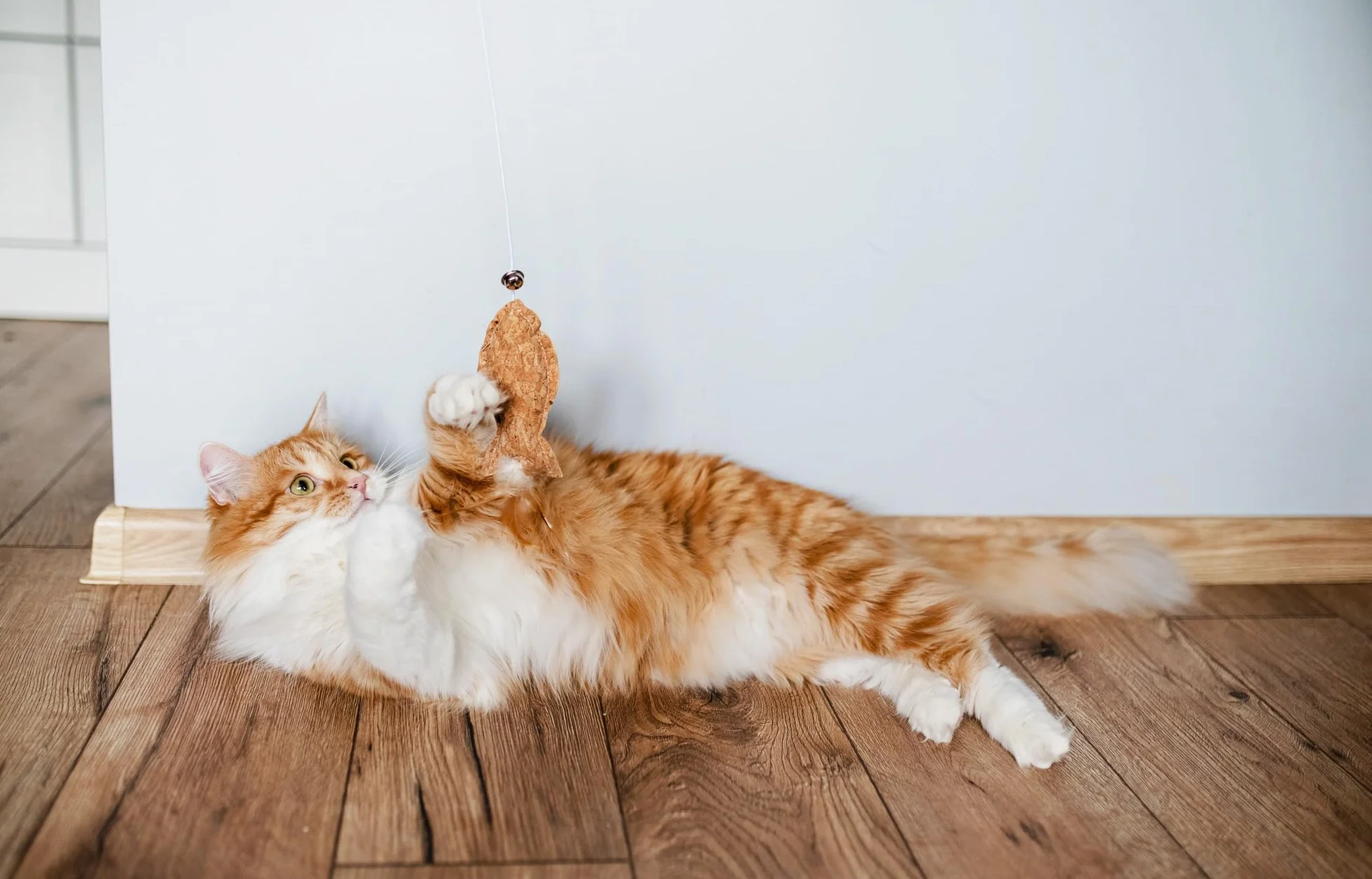 JosiCat Kitten (1 x 10 kg) | Karma dla kotów o wysokiej zawartości energii i cennym olejku z łososia i witamin, sucha karma premium dla rosnących i karmiących kotów, Powered by JOSERA, 1 szt. w