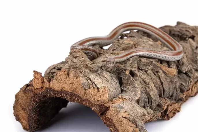HAPPET Tunel Korkowy L 30×15×30 cm – Naturalna Kryjówka i Dekoracja z Kory Dębu Korkowego, Odporna na Wilgoć i Pleśń, Idealna do Terrarium