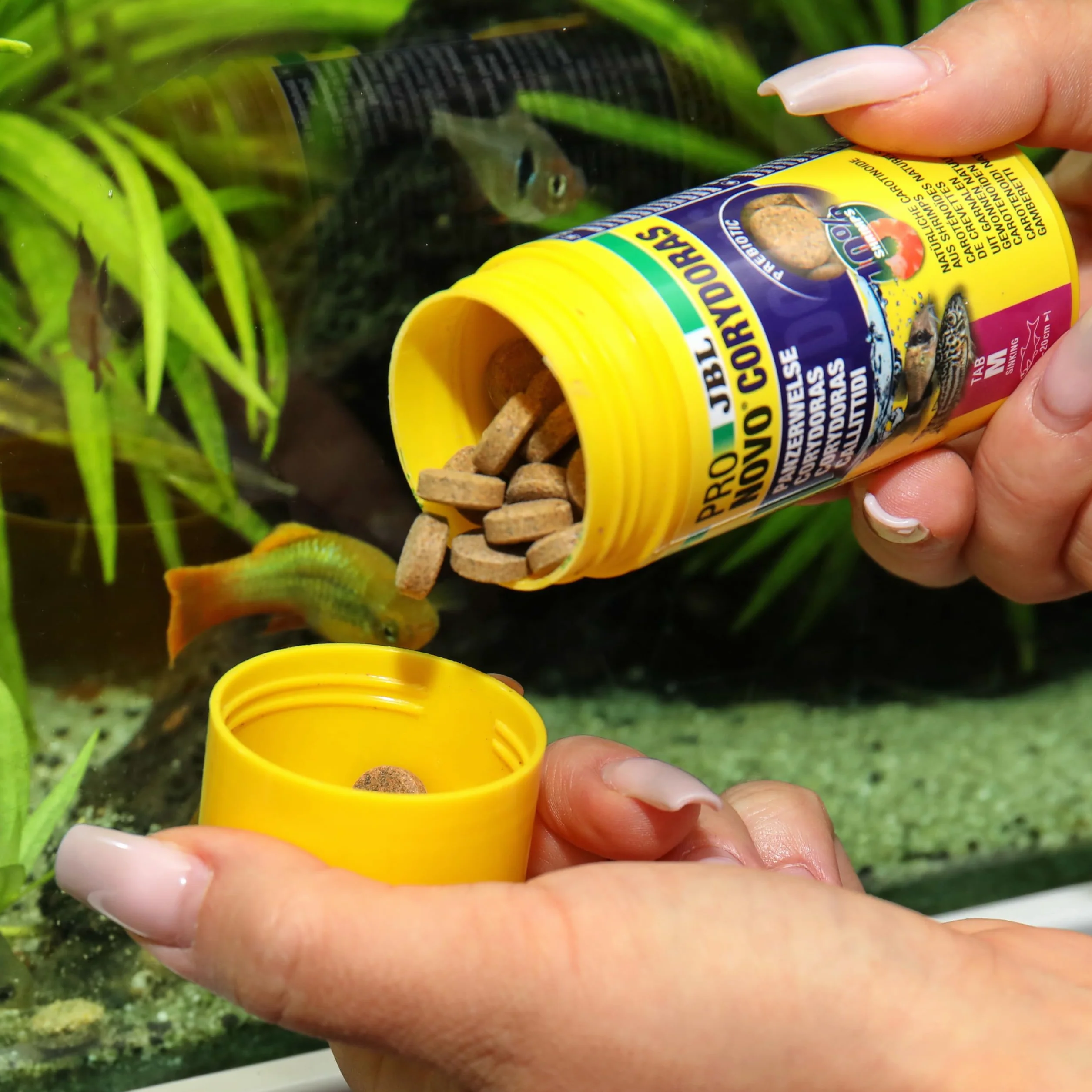 JBL PRONOVO CORYDORAS TAB Główna karma dla pancernych światów 1-20 cm, tabletki, rozmiar M, 100 ml