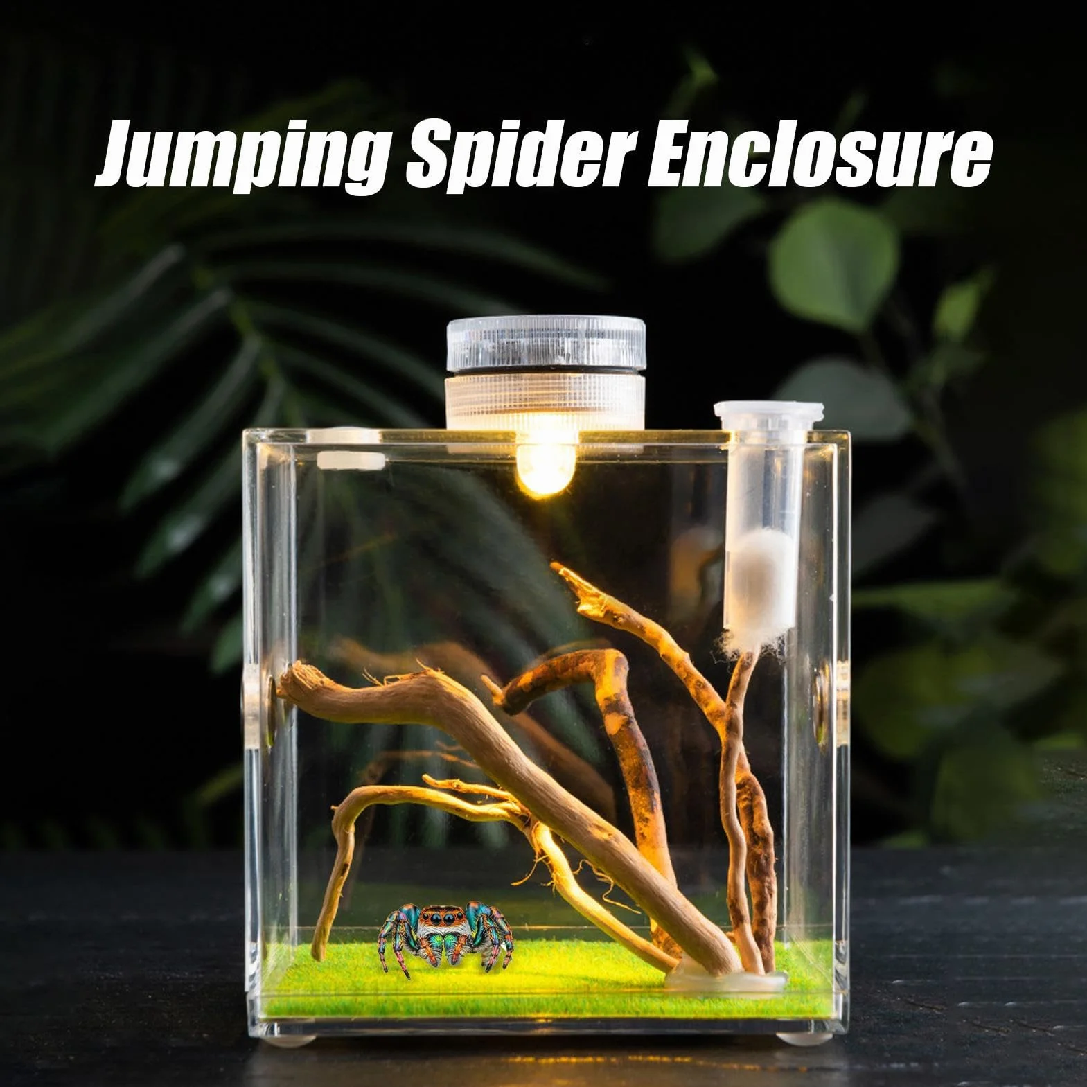Skaczący pająk obudowa wiosna pająk salon pająk terrarium tarantula obudowa pająk klatka akrylowa chrząszcz terrarium owad terrarium