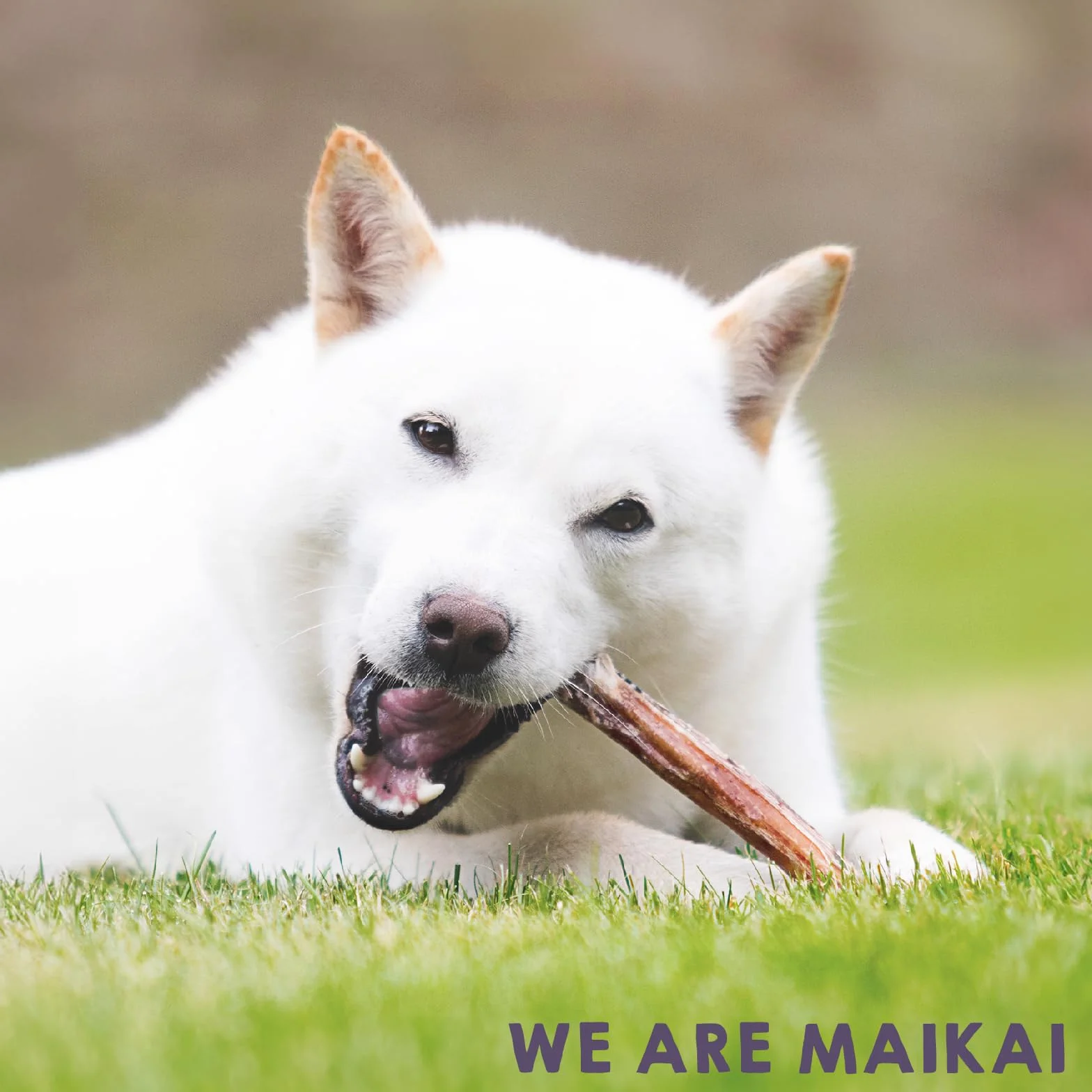 MAIKAI Nerw wołowy dla psów - (2 x 4 sztuki) w 100% naturalne kije dentystyczne - pałeczki do żucia - kości idealne na zęby szczeniąt - dieta BARF - prezenty dla psów