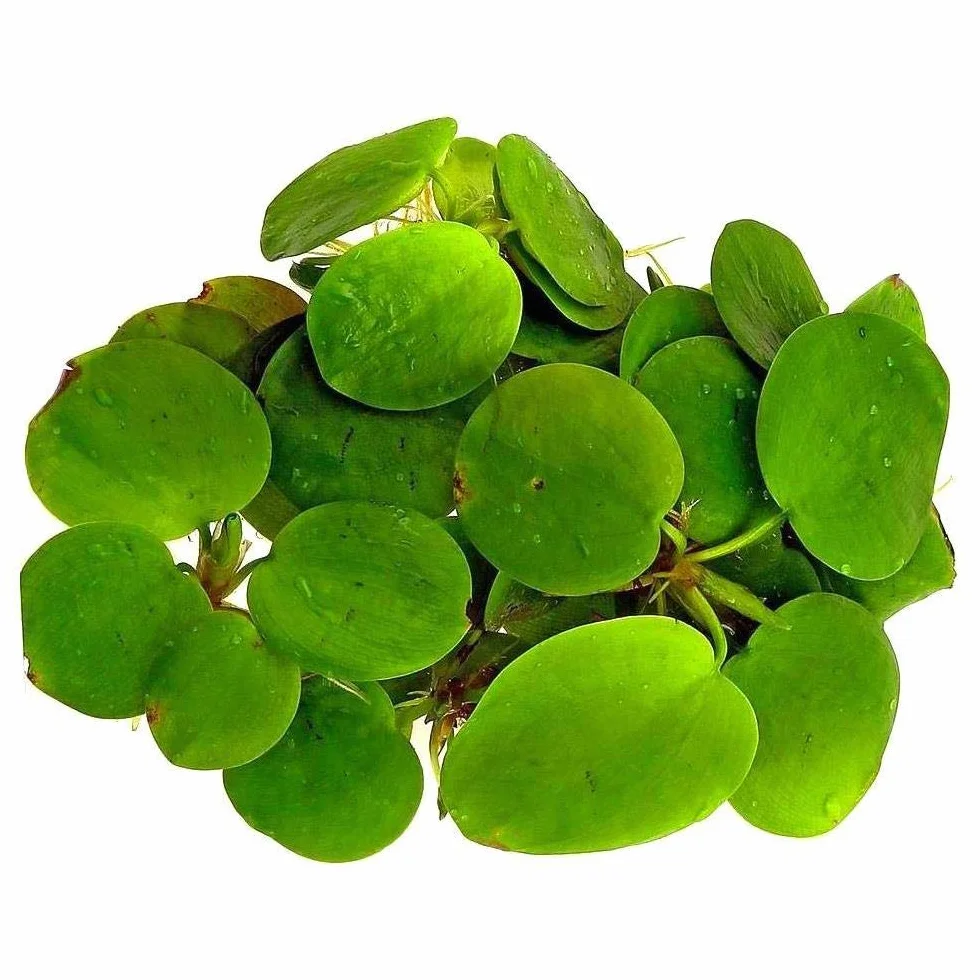 3 x duże rośliny pływające Amazon Frogbit/Limnobium laevigatum/żywe akwarium