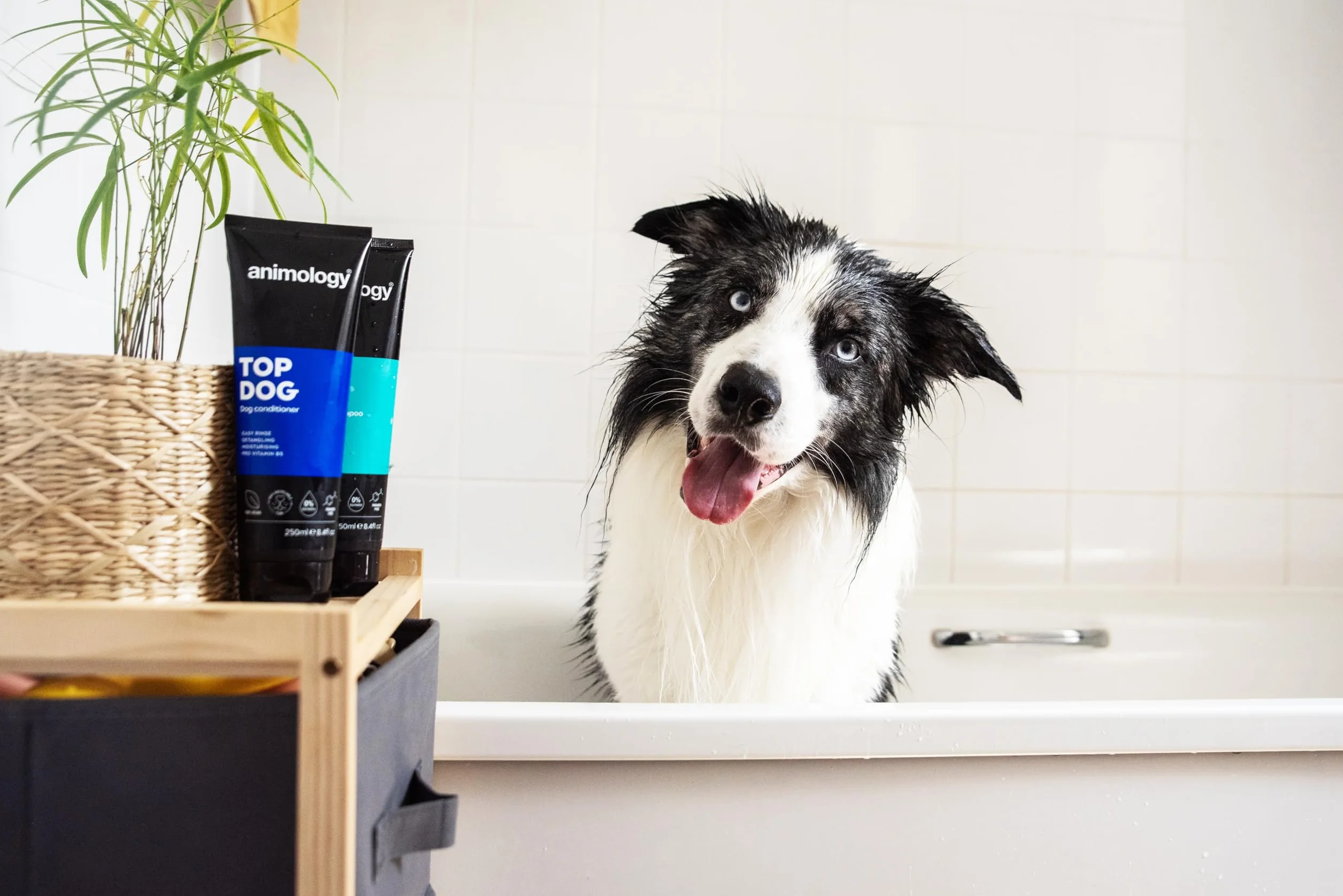 Animology ATD250 odżywka do pielęgnacji psów Top Dog Conditioner
