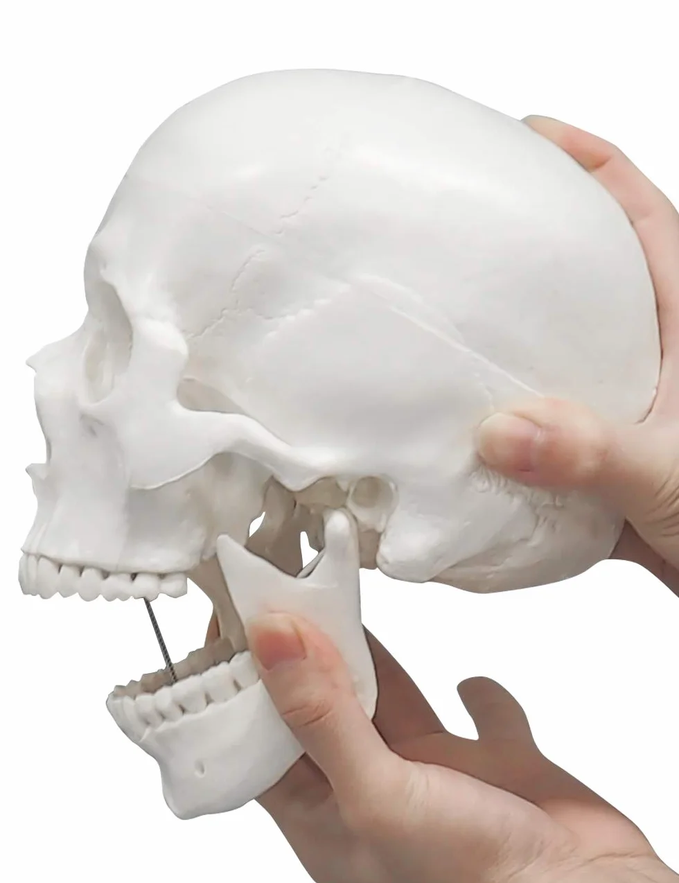 Model ludzkiej czaszki, 3-częściowy model anatomiczny ze zdejmowaną czapką czaszki i przegubową żuchwą, dla studenta medycyny i anatomii człowieka