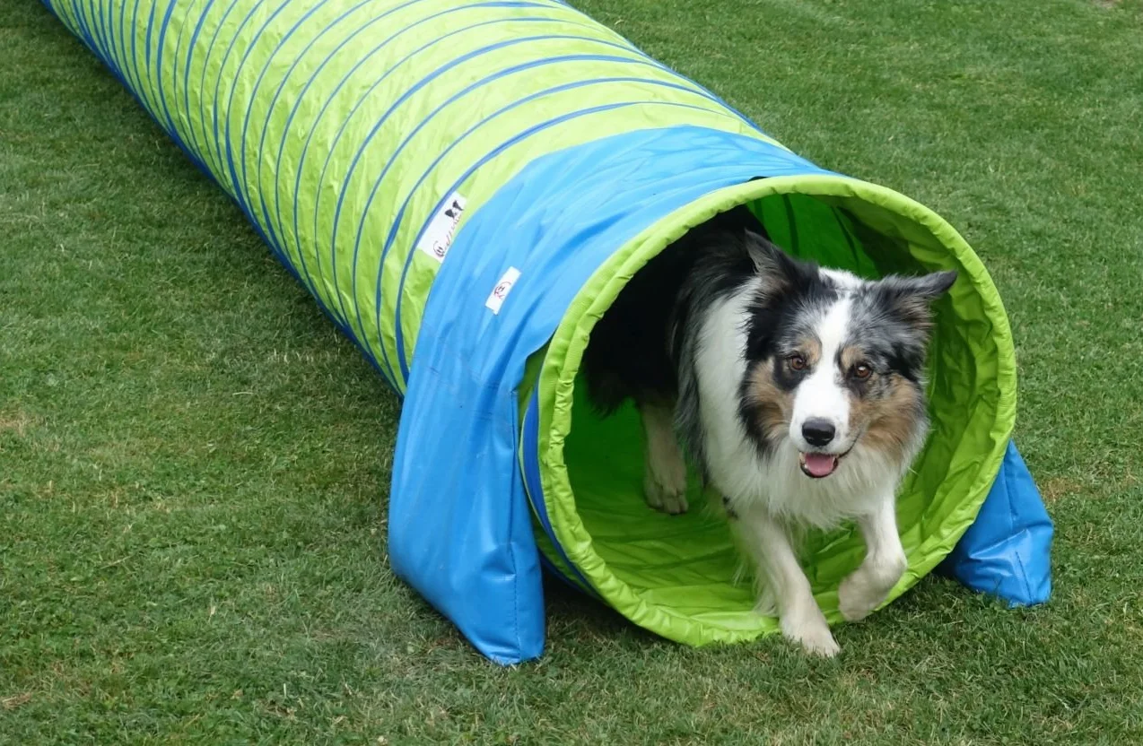 Callieway® Dog Agility tunel profesjonalny / psy tunel 5 m długości / 60 cm Ø Agility urządzenie (5 m, limonkowa zieleń)