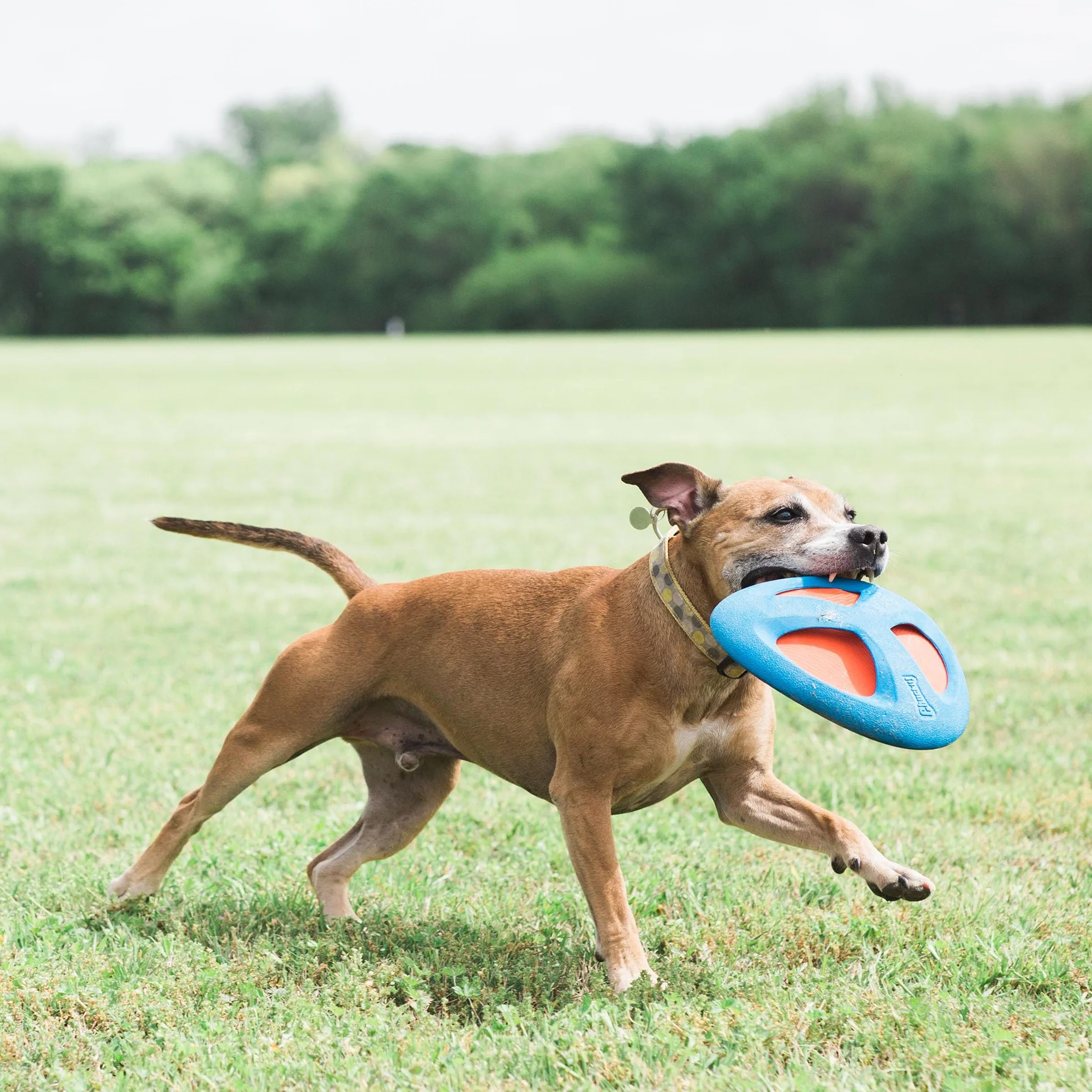 Chuckit! Fetch Flight Dog Toy Trwała gumowa narzuta frisbee i tarcza do pobierania dla psów