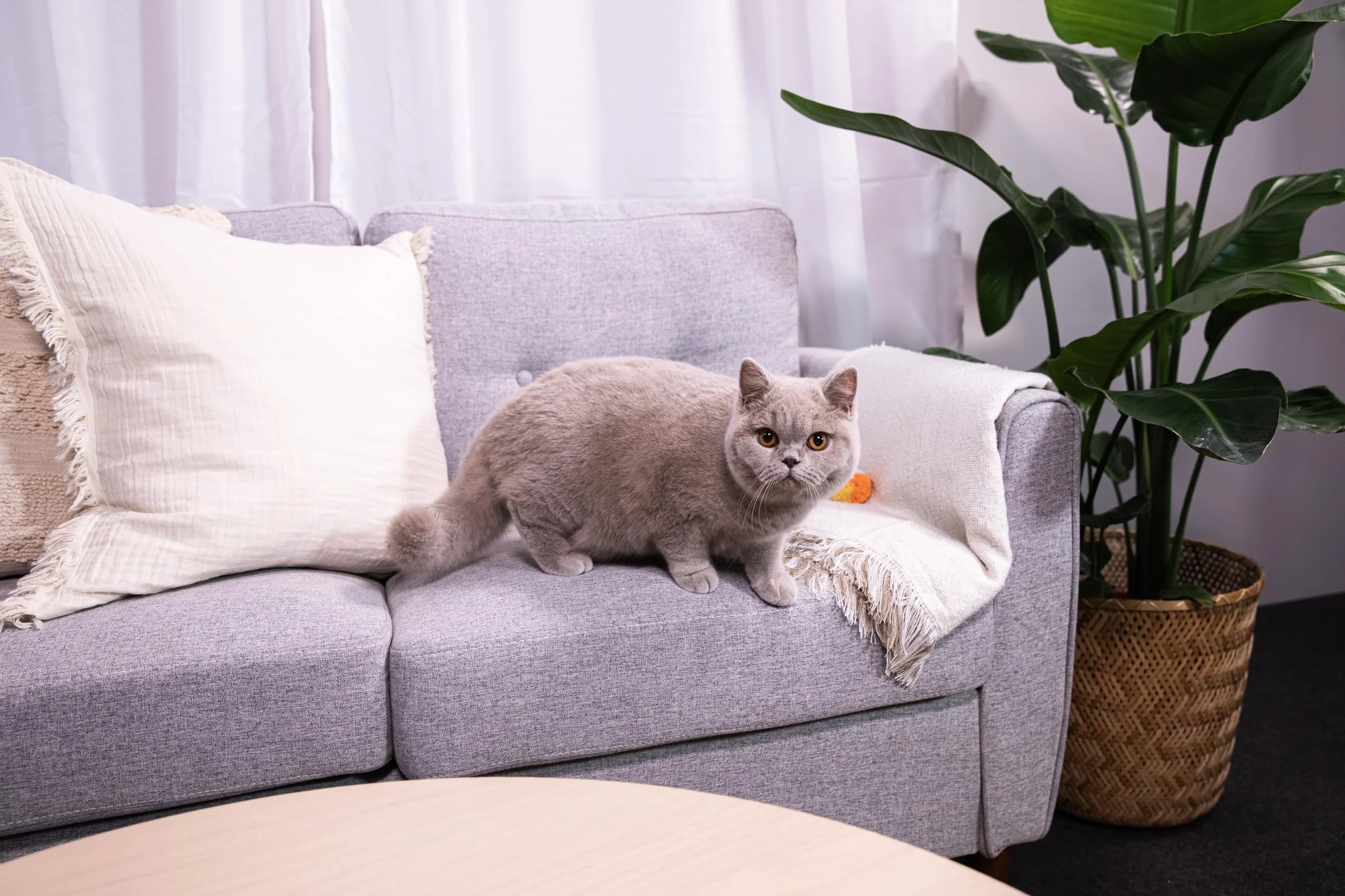 Sanicat – Klasyczny bezzapachowy żwirek dla kota | Szybkie wchłanianie | Wysokiej jakości produkt zapewniający higienę Twojego pupila | Bezpyłowy | Pojemność 10 l
