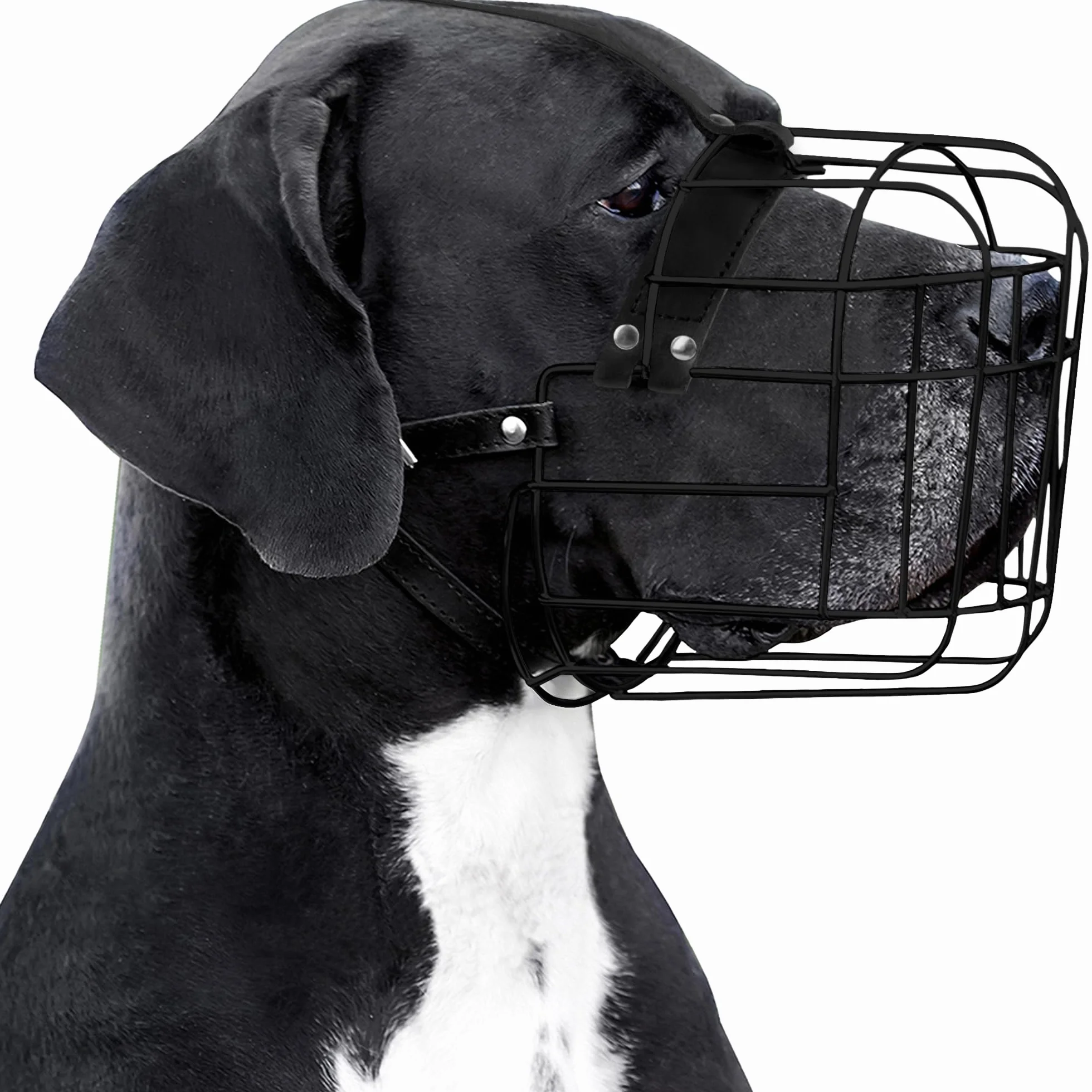 Kaganiec psa dog niemiecki (czarny)