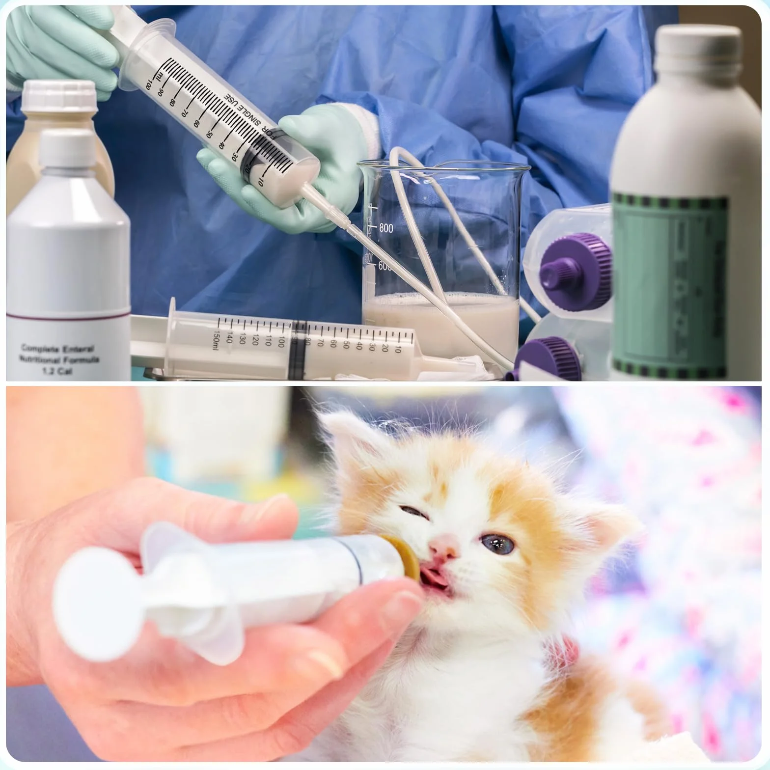 Strzykawka z tworzywa sztucznego 10 ml 60 ml 100 ml z wężem wielokrotnego użytku do laboratorium