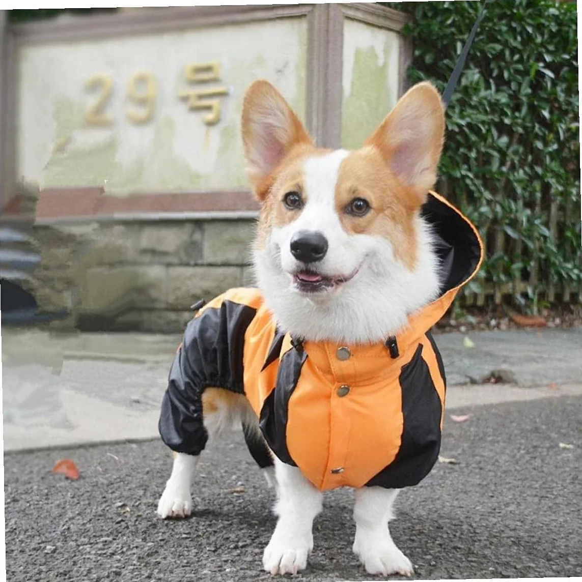 Płaszcz przeciwdeszczowy dla psa ubrania dla zwierząt kombinezon wodoodporna odzież Welsh Corgi płaszcz przeciwdeszczowy dla psa z kapturem przeciwdeszczowy strój dla zwierząt domowych