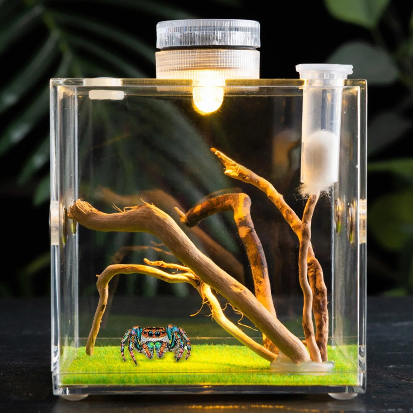 Skaczący pająk obudowa wiosna pająk salon pająk terrarium tarantula obudowa pająk klatka akrylowa chrząszcz terrarium owad terrarium