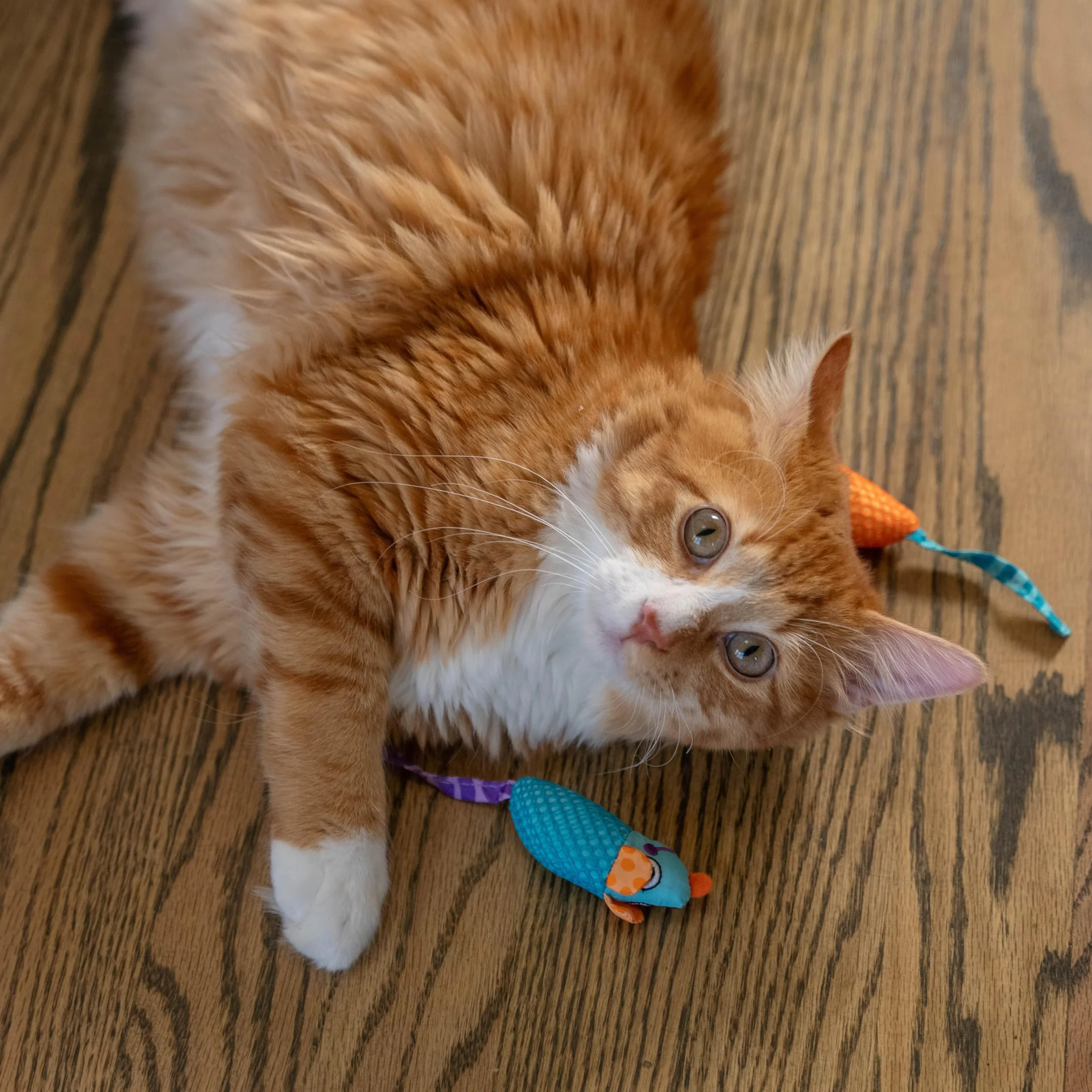 Petstages Catnip Chew Mice - Zabawka dla kota - dba o zdrowe zęby - wielobarwna - 2-pak