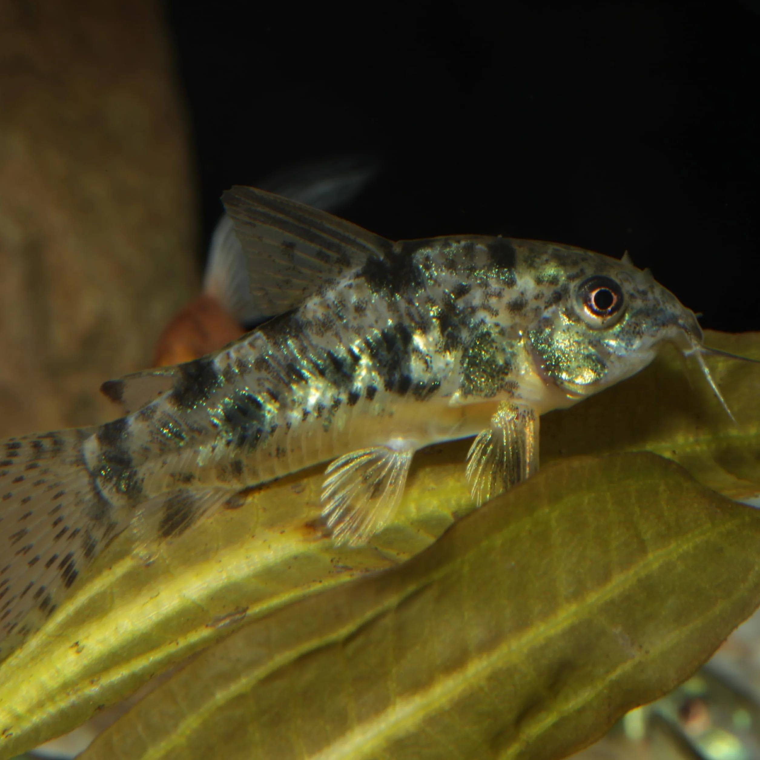 JBL PRONOVO CORYDORAS TAB Główna karma dla pancernych światów 1-20 cm, tabletki, rozmiar M, 100 ml