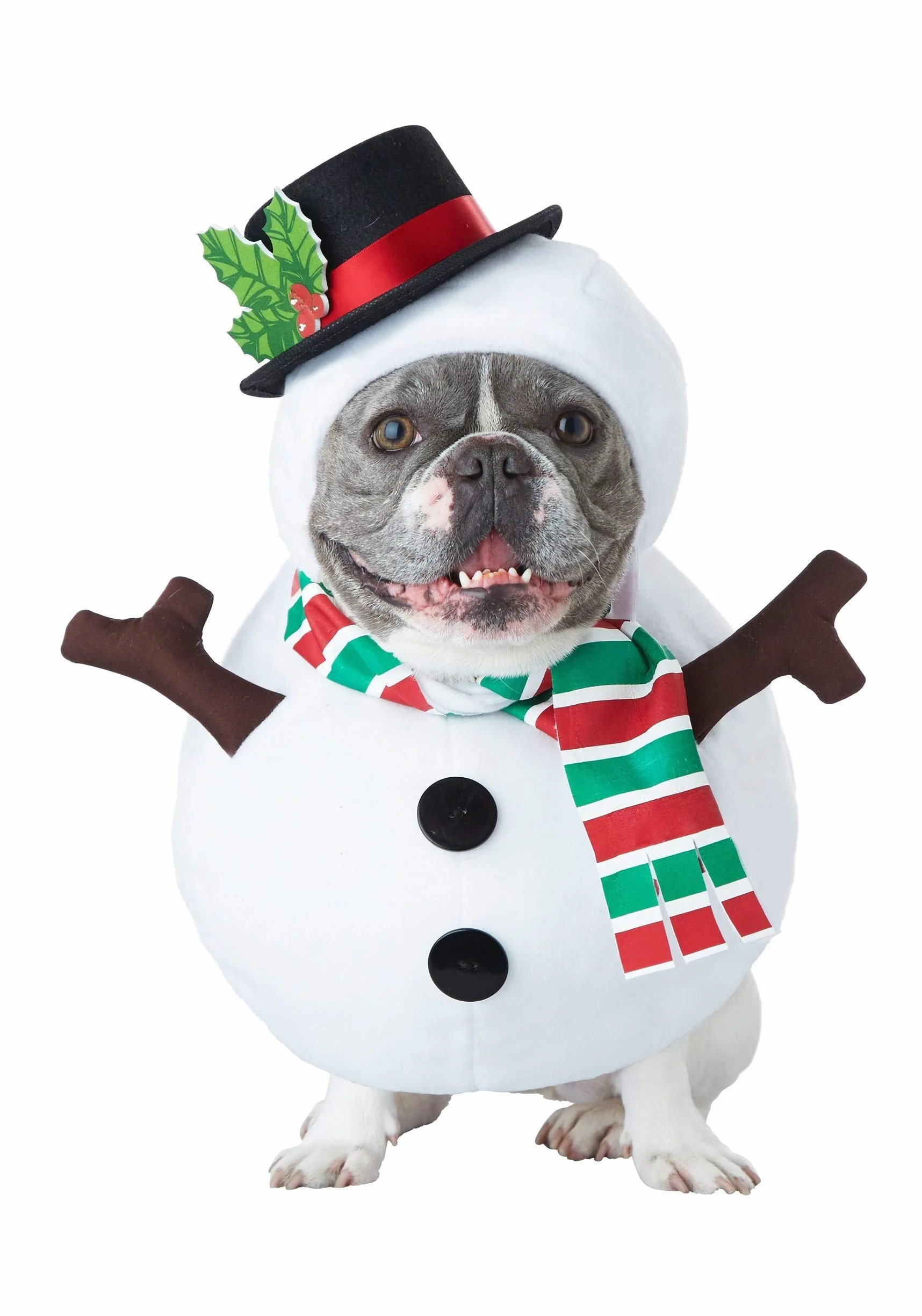 California Costume Collections PET20154 odzież dla zwierząt domowych, mała