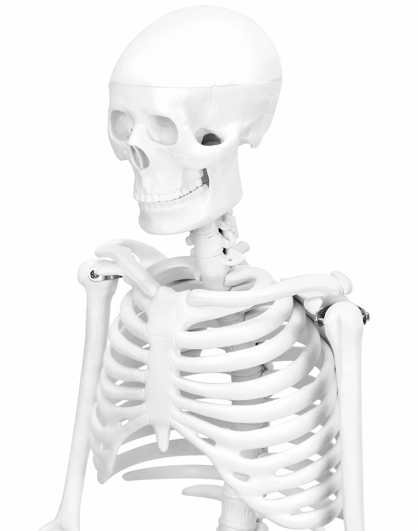 QWORK Model anatomiczny szkieletu człowieka 85 cm narzędzie do nauczania medycznego