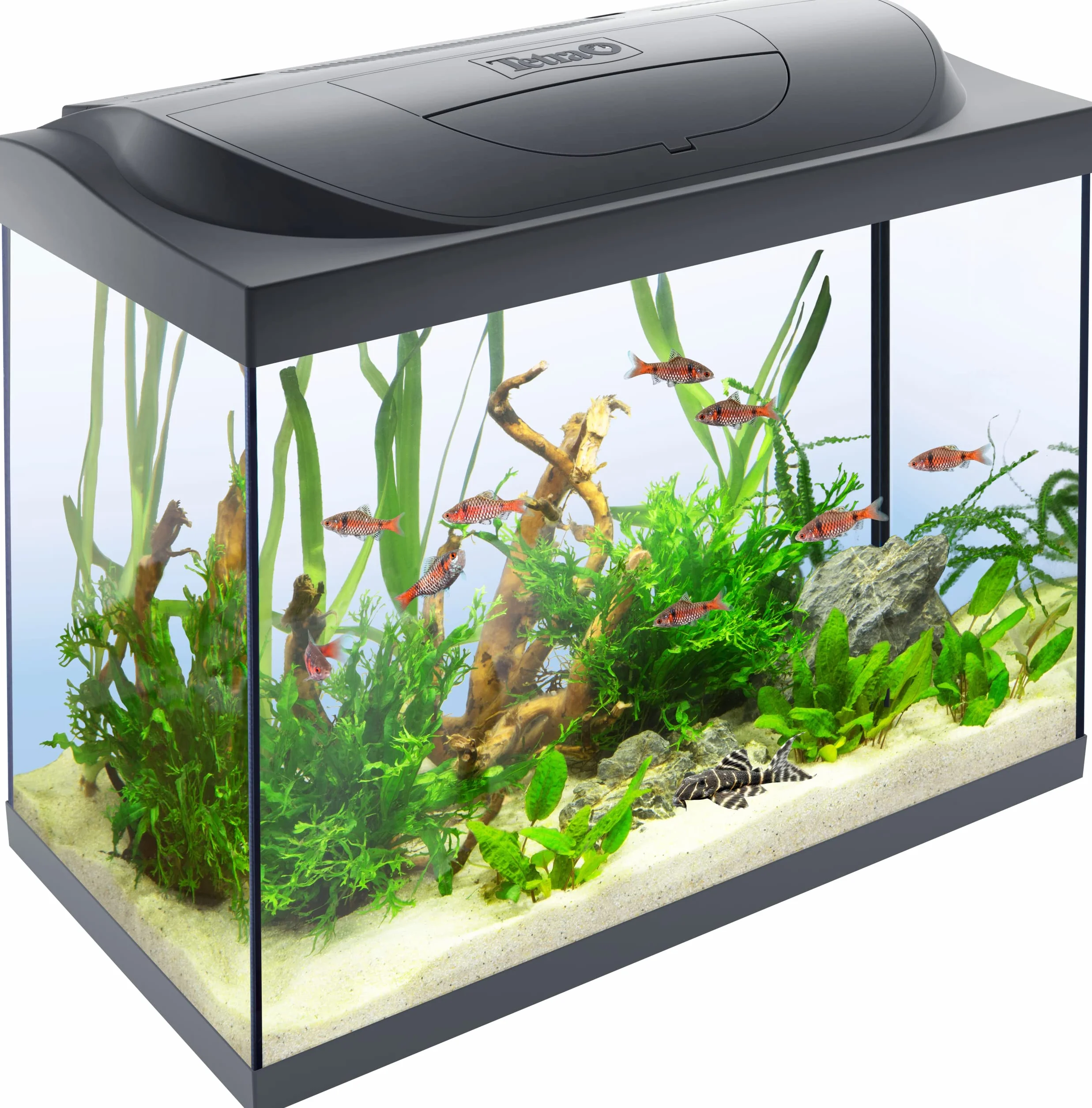 Tetra Starter Line kompletny zestaw do akwarium, 80 l, w zestawie oświetlenie LED w dzień i w nocy, filtr wewnętrzny, podgrzewacz, karma dla ryb i uzdatniacz wody