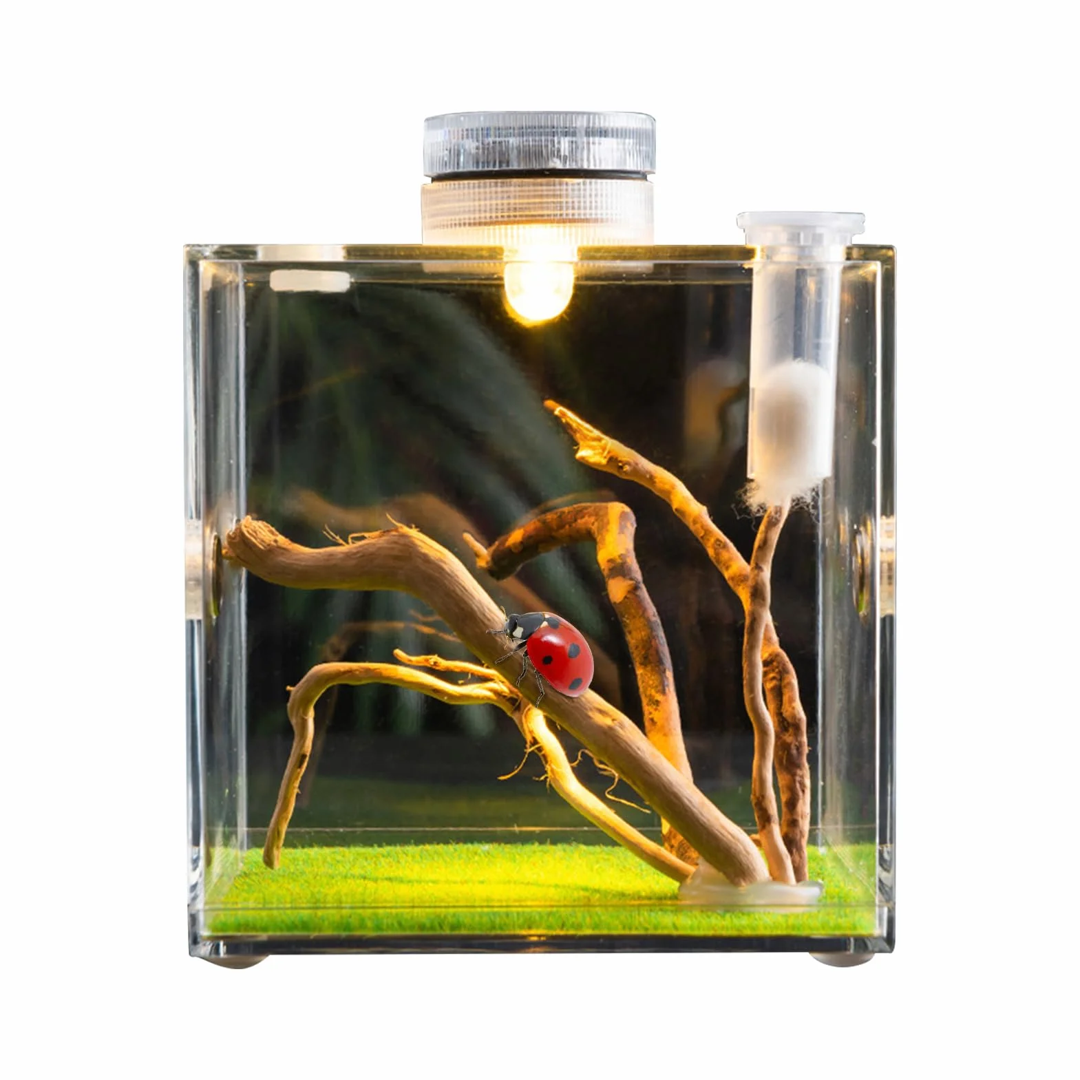 Skaczący pająk obudowa wiosna pająk salon pająk terrarium tarantula obudowa pająk klatka akrylowa chrząszcz terrarium owad terrarium