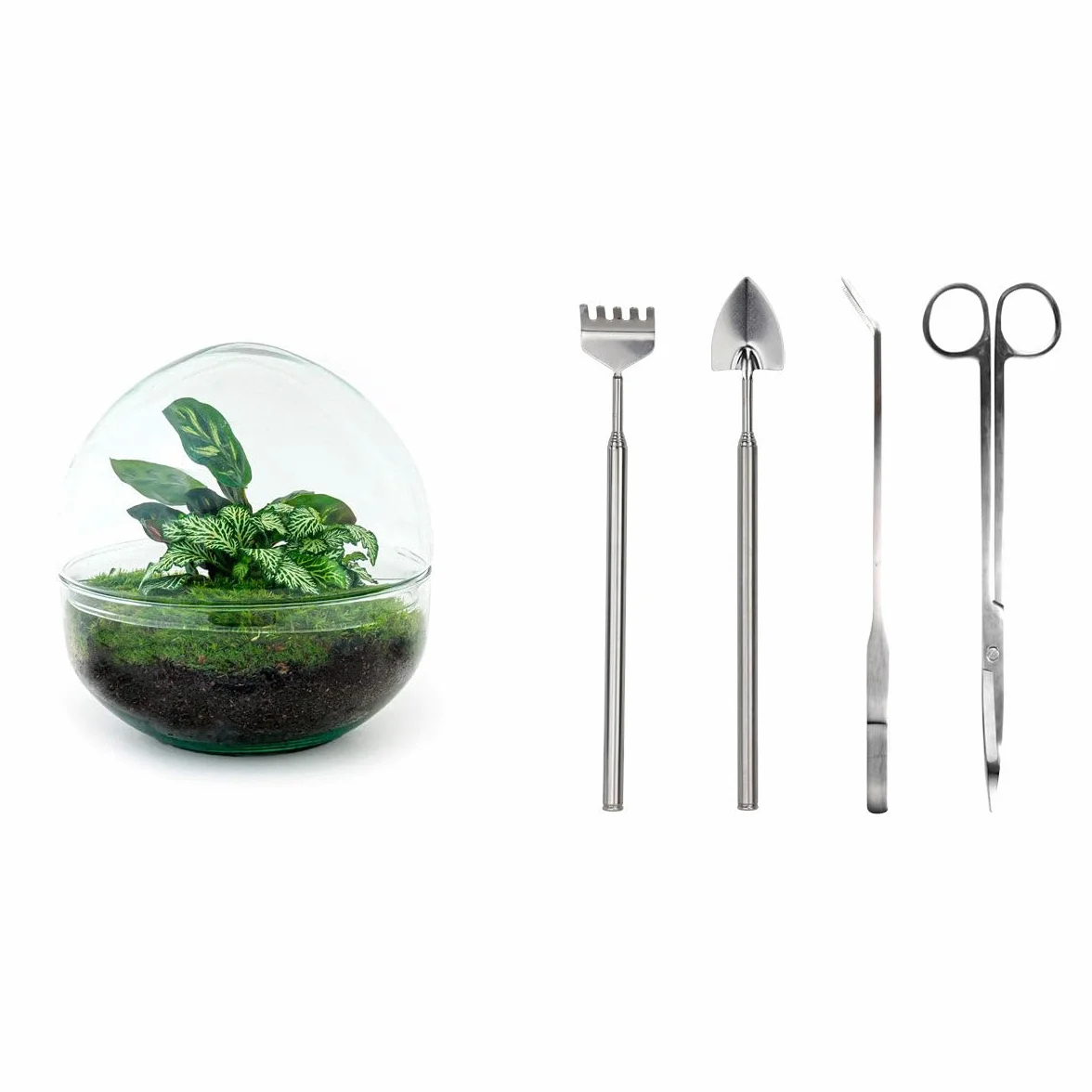 Terrarium do roślin • kopuła • ekosystem z roślinami • ↑ 20 cm – DIY – kompletny zestaw terrarium – terrarium – miejski terrarium – terrarium + grabienie + łopatka + pęseta + nożyczki