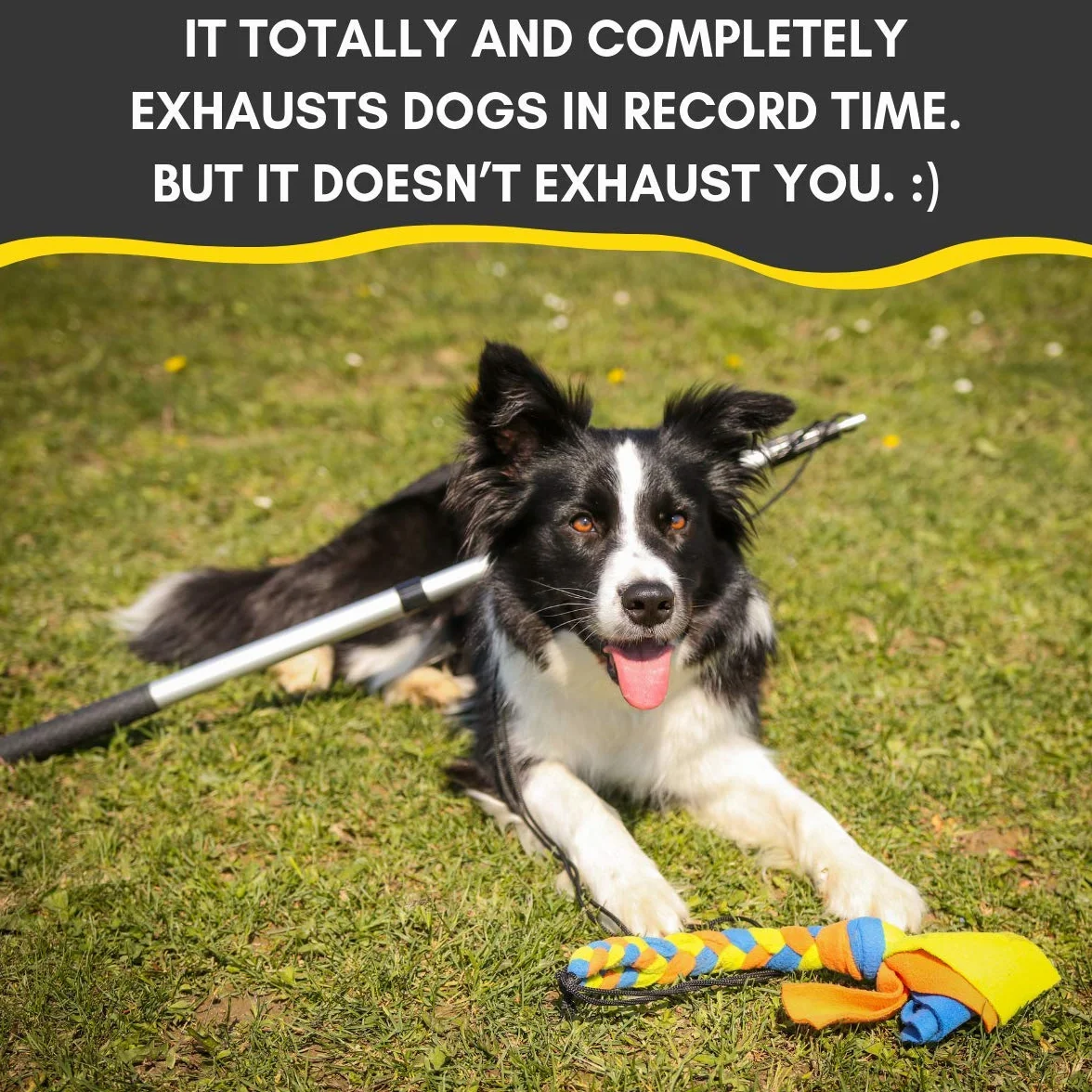 Flirt Pole for Dogs w/ Safe & Strong Non-Bungee Cord, Telescopic Lure Stick for Dogs of Any Size, Dog Toy for Training & Exercise by Yes4Quality