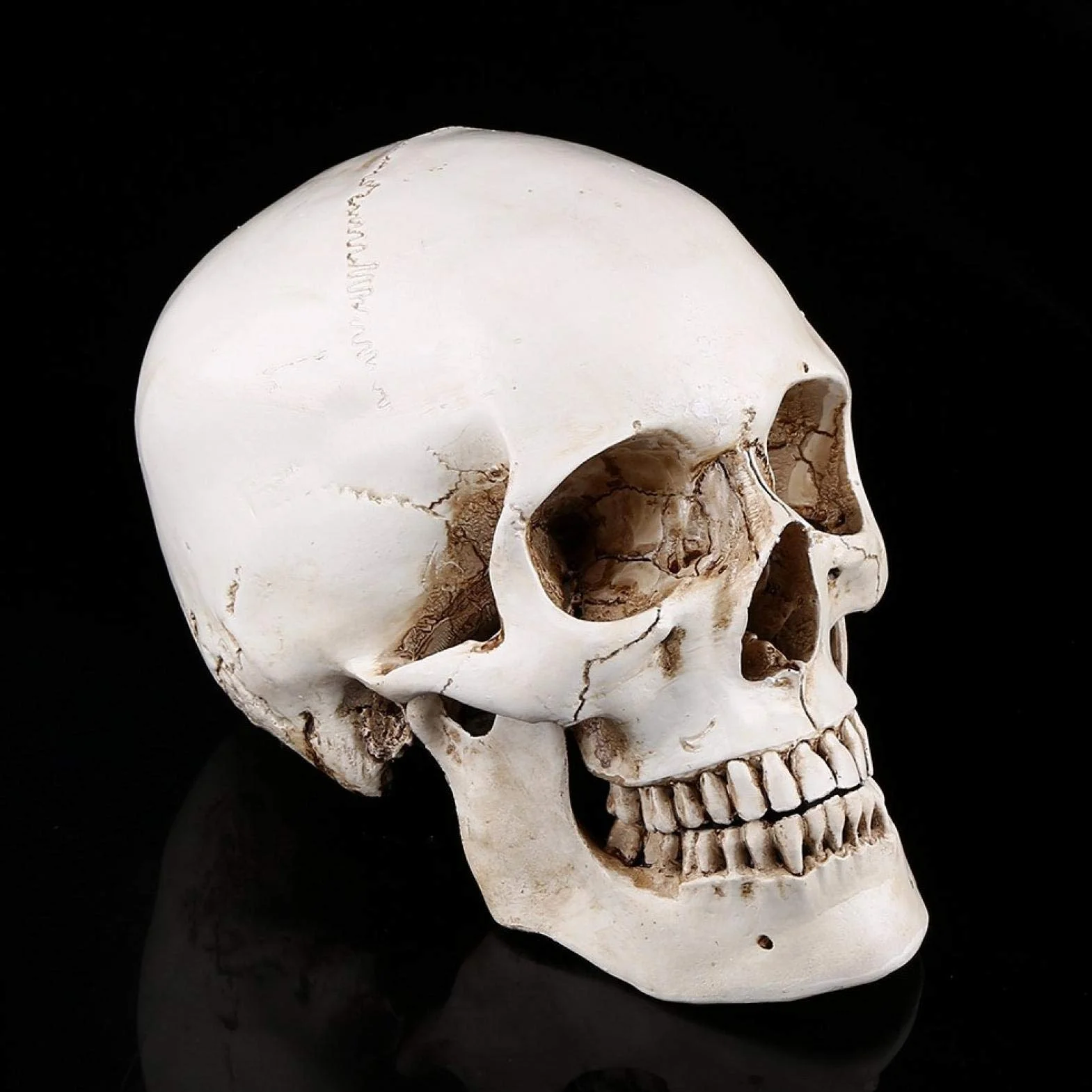 Replika ludzkiej czaszki 1:1 naturalnej wielkości żywica anatomiczny model medyczny Halloween