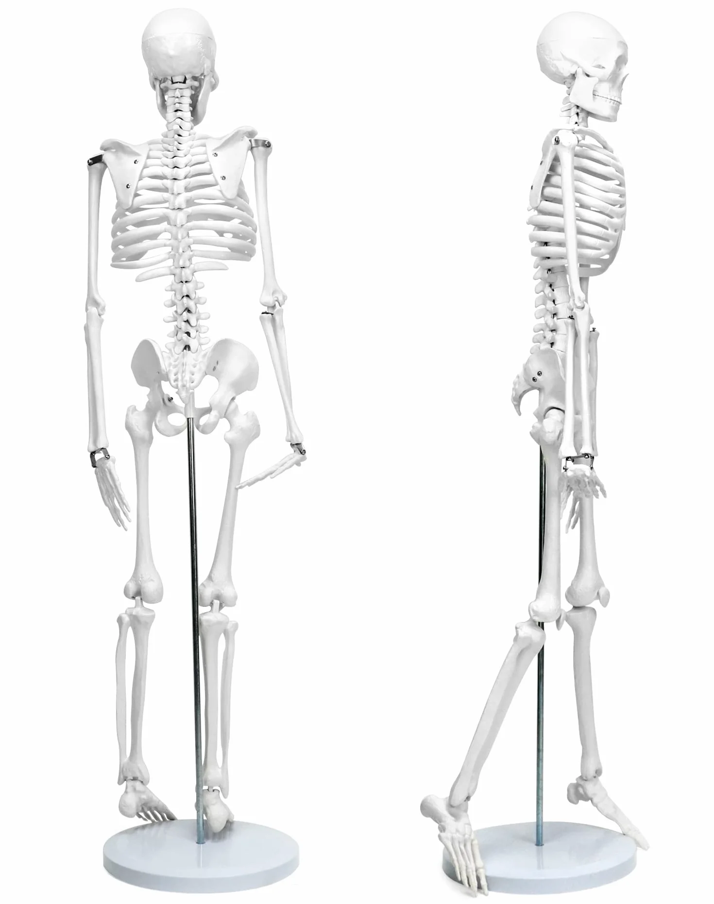 QWORK Model anatomiczny szkieletu człowieka 85 cm narzędzie do nauczania medycznego