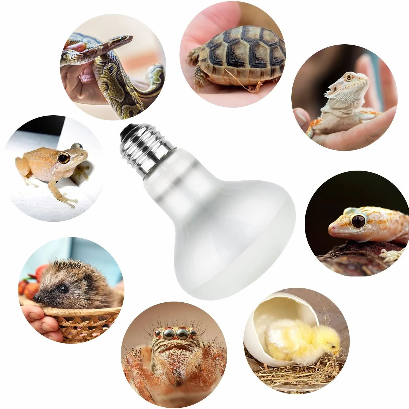 Lampa punktowa do wygrzewania, 2 sztuki, 100 W, lampa grzewcza dla gadów, płazów, piskląt, szczeniąt (biała)