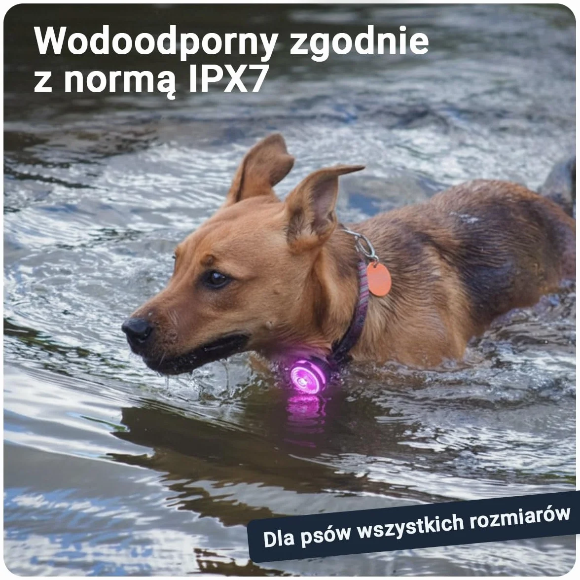 PAJ LIGHT MINI - Mini Świecąca Obroża LED Dla Małych I Średnich Psów I Kotów - Regulowane Mocowanie - 100% Wodoodporna - 7 Kolorów - Widoczność I Bezpieczeństwo W Nocy