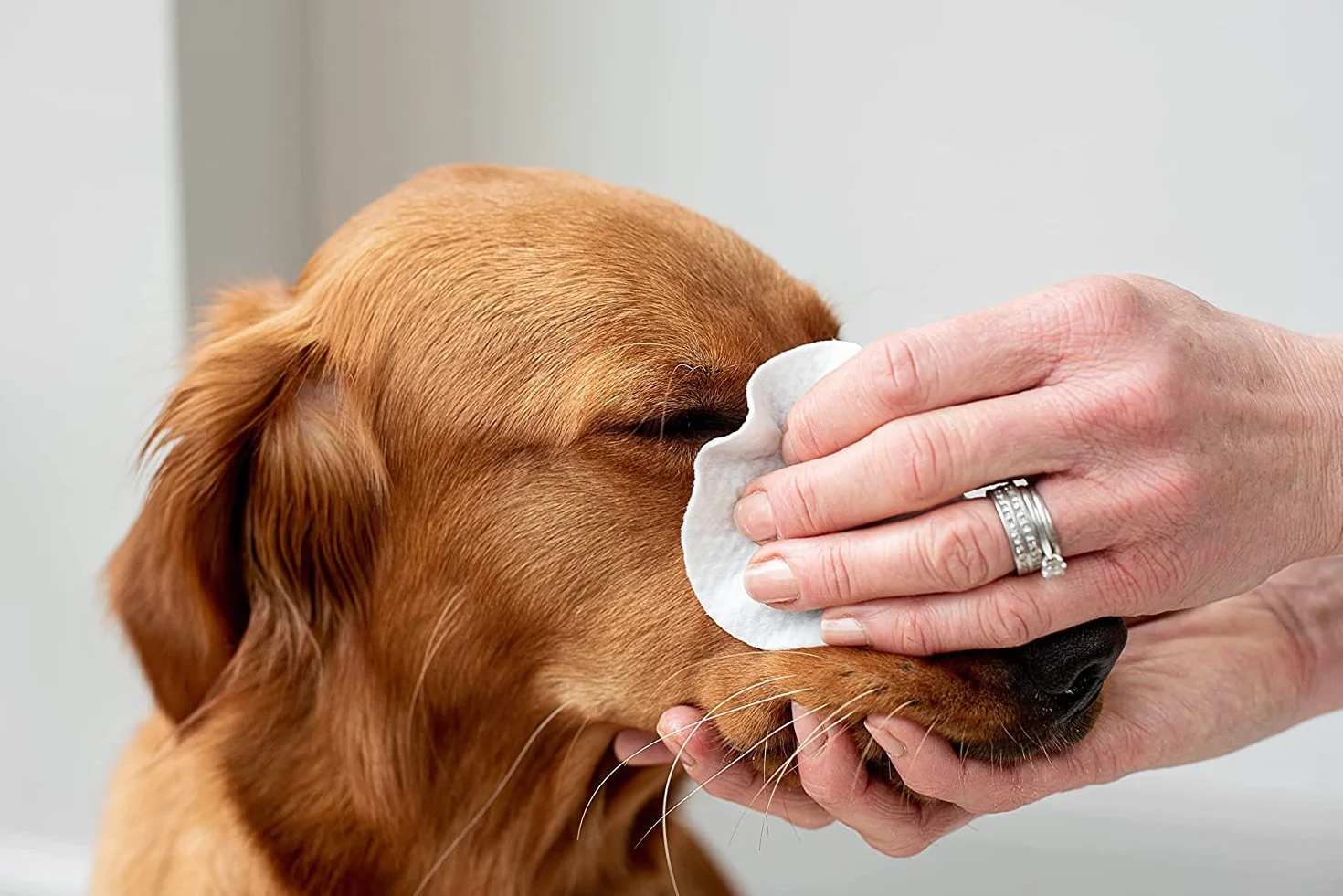 pet wiz Zatwierdzony przez weterynarza | 240 bardzo dużych naturalnych chusteczek do oczu | Delikatne i kojące