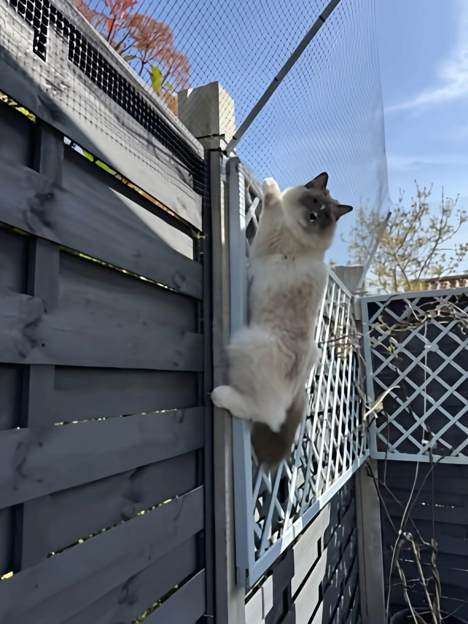 Catio ogrodzenie zabezpieczające dla kotów zestaw 10 metrów