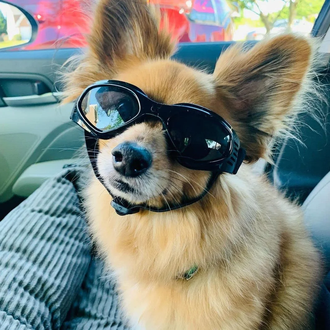 Pet Leso® gogle dla psów stylowe okulary przeciwsłoneczne dla szczeniąt ochrona przed wiatrem psie - czarne