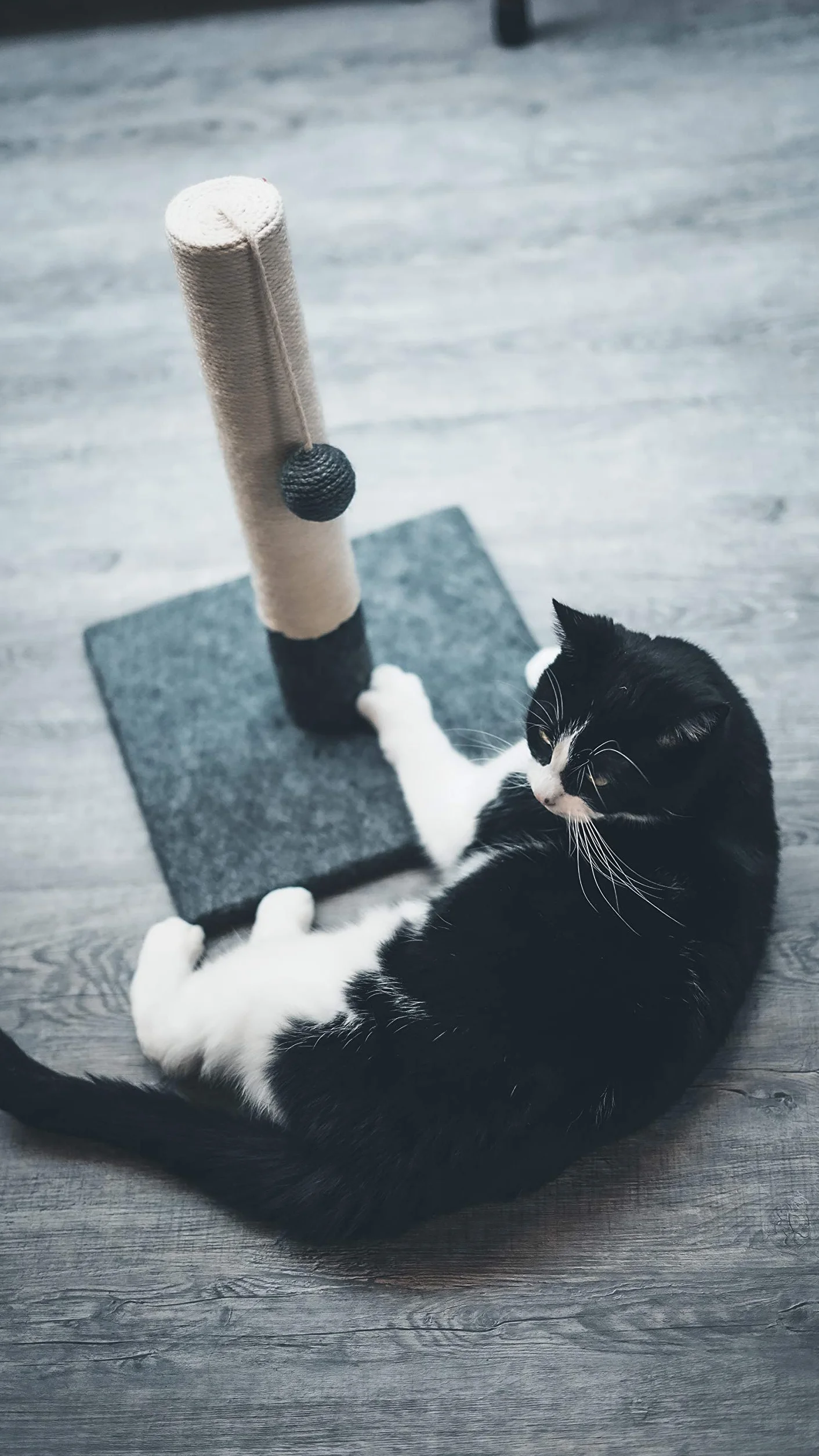 Tyrol Drapak dla kota 42 cm | pień do drapania z juty i wytrzymałego materiału z pluszową piłką | mały drapak o nowoczesnym wzornictwie, szary i biały | stabilna podstawa 30 x 30 cm | akcesoria dla