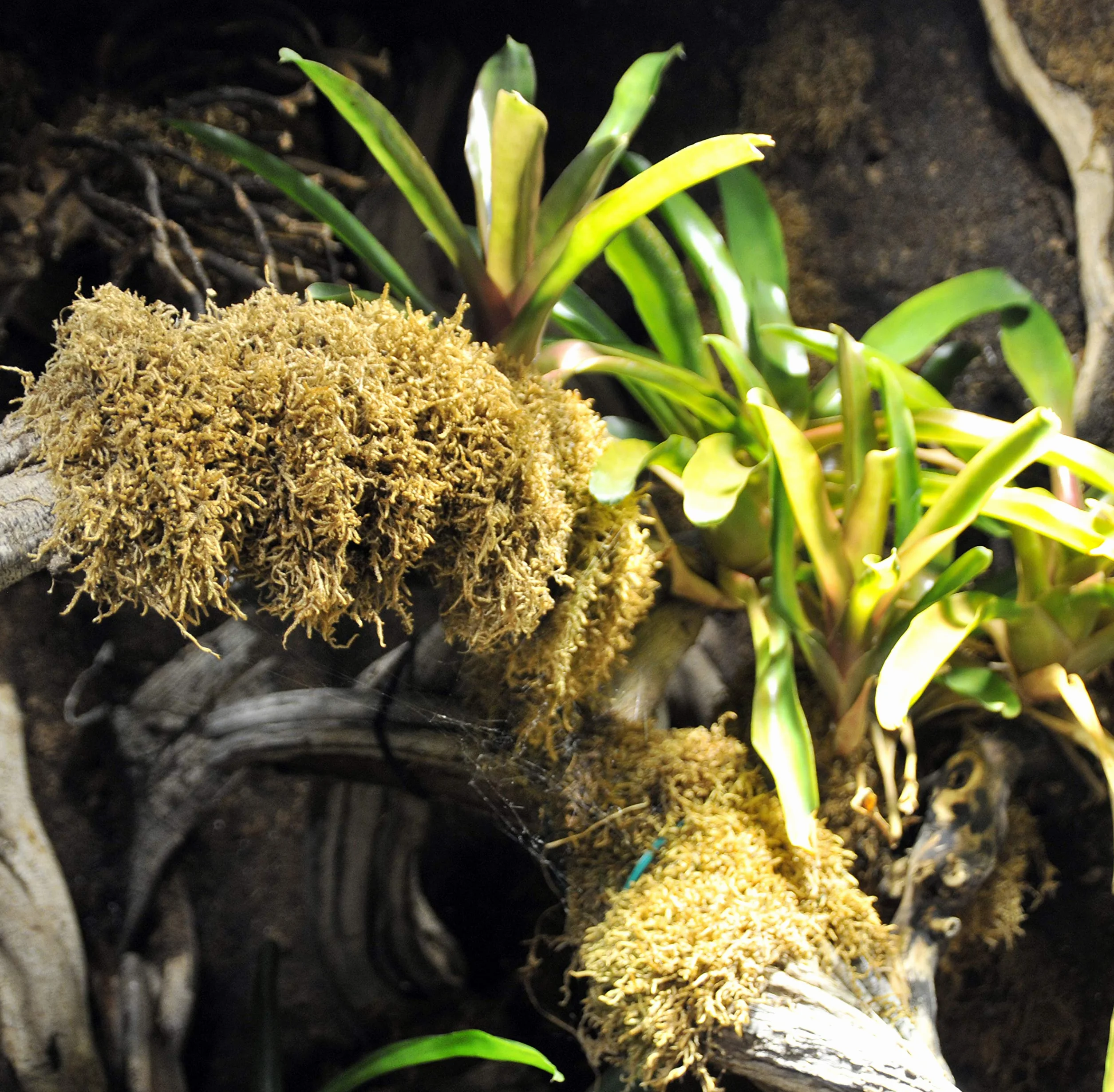 Lucky Reptile Mech Vivarium - 150g mchu do terrarium dla gadów - Świeży mech z kontrolowanych upraw - Mech do zwiększenia wilgotności powietrza - Mech dekoracyjny - Akcesoria dla gadów