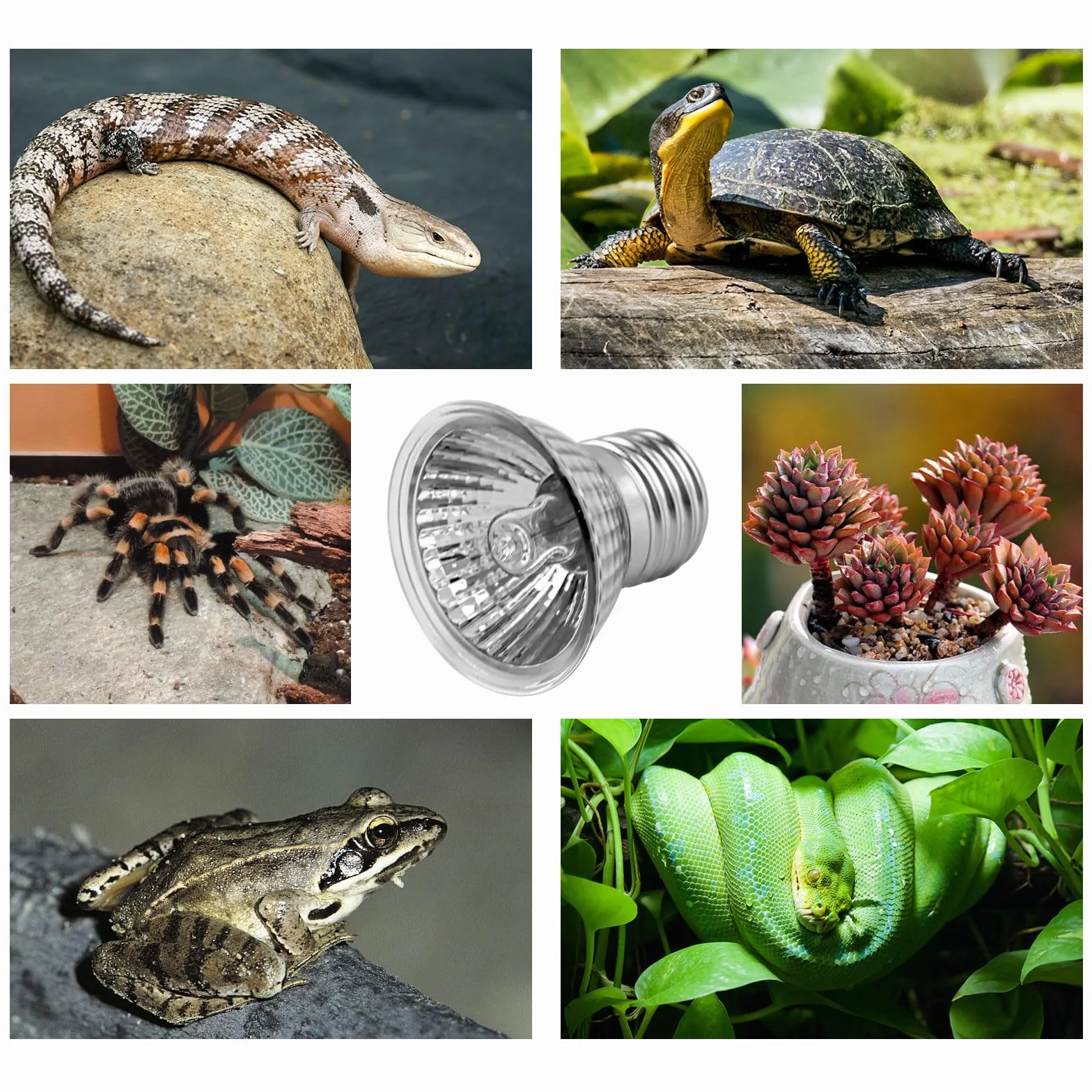 SCNNC Lampa grzewcza do terrarium, 50 W, halogenowa E27, UVA, UVB, z możliwością ściemniania, AC230 V, ciepła biel 2700 K, UV gady, lampa grzewcza UVA UVB E27 dla żółwia, jaszczurki, akwarium