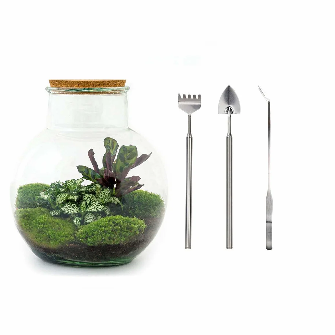 Terrarium do roślin • Teddy • roślina ekosystemowa • ↑ 26,5 cm – DIY – kompletny zestaw terrarium – terrarium – miejski terrarium – terrarium + grabie + łopatka + pęseta