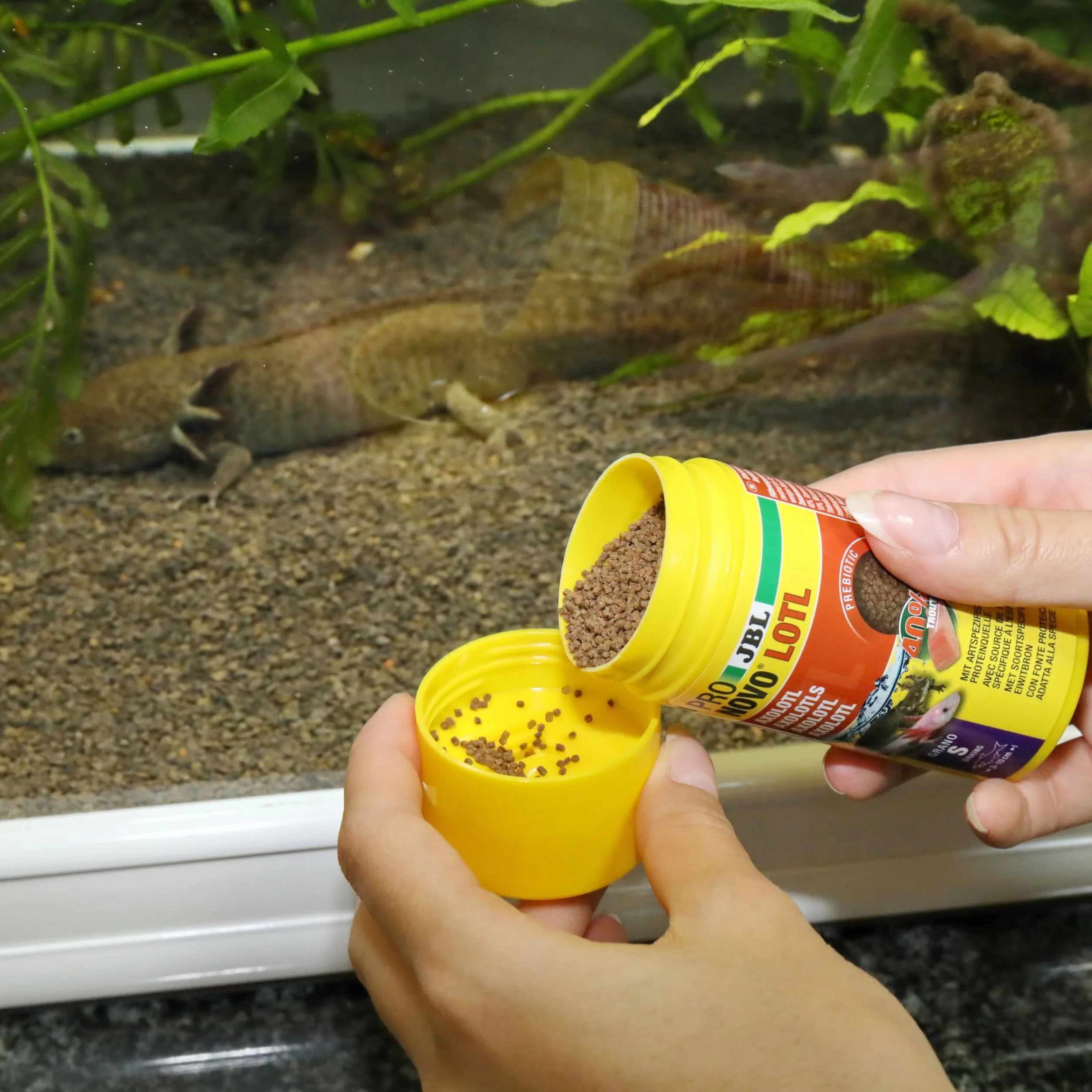 JBL PRONOVO LOTL GRANO, główny pokarm do Axolotl 3-10 cm, dozownik na klik, granulat do karmy dla ryb, rozmiar S, 100 ml
