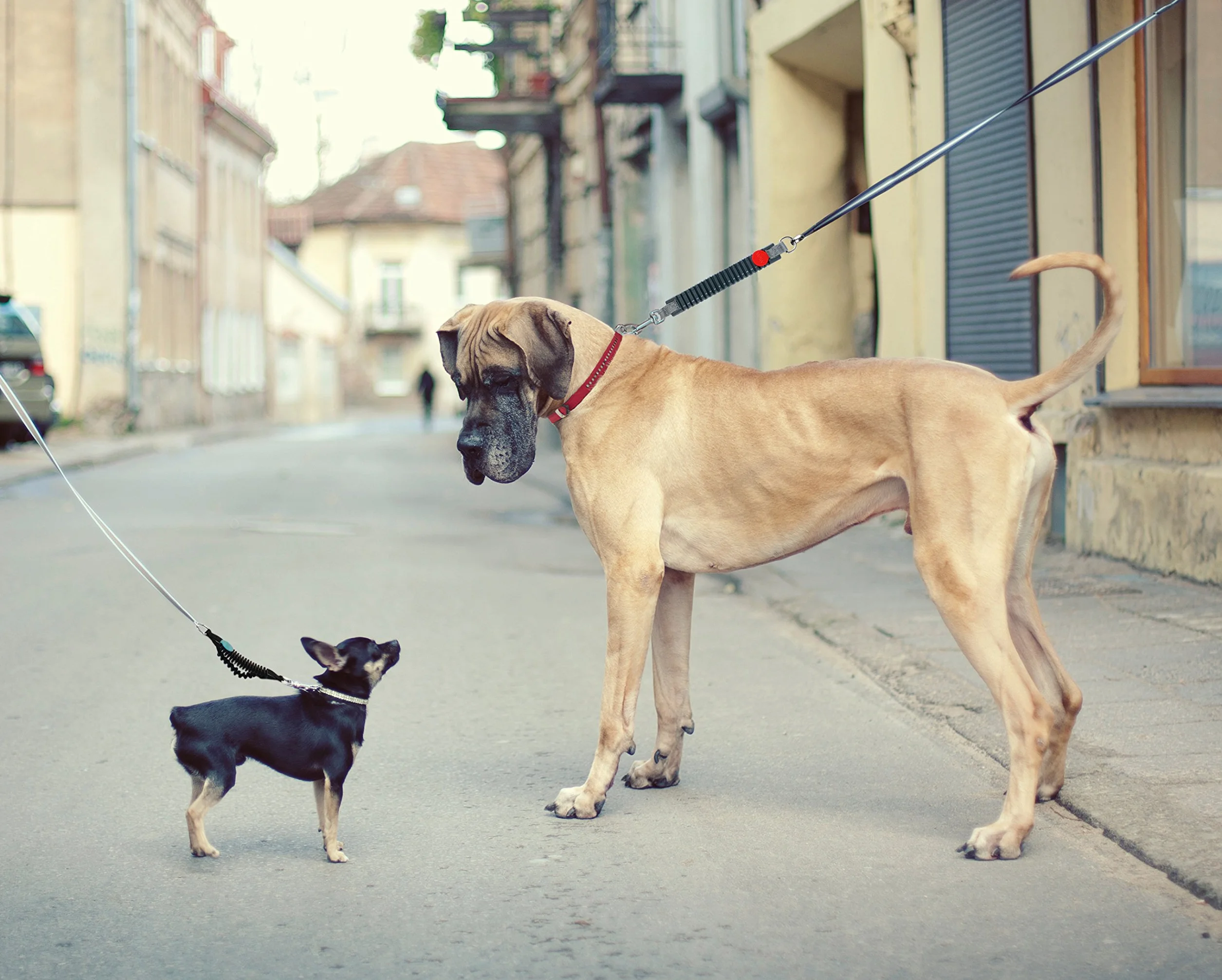 Easy Dog Walk WAW rozmiar 6 bardzo duży czarny 6-10 kg 26-40 kg