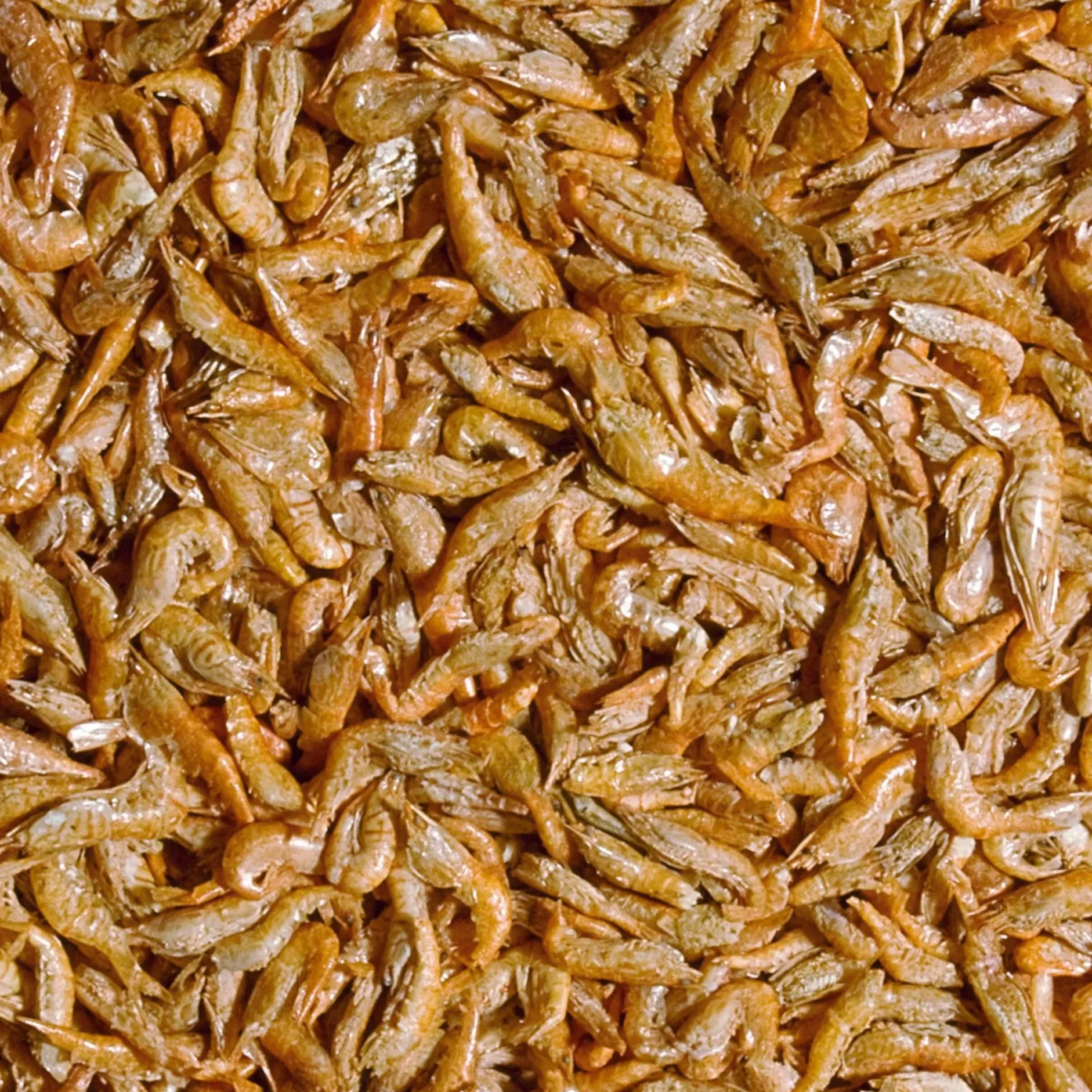 Suszone krewetki rzeczne dla gadów i płazów RIVER SHRIMPS 100ML/16G