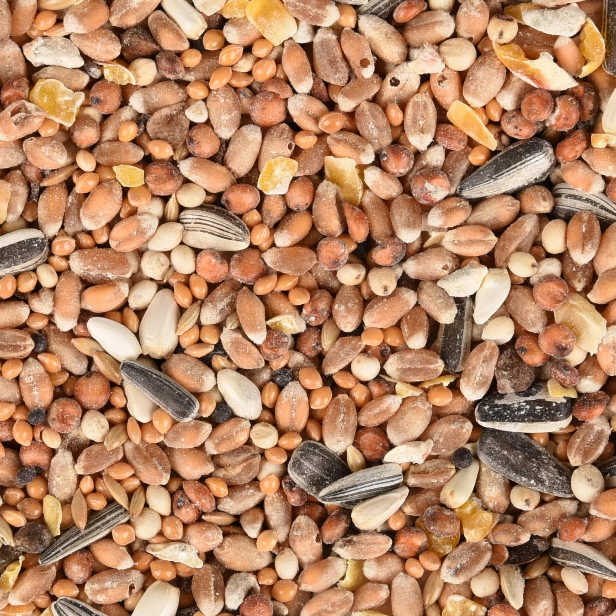 Flamingo Karma dla dzikich ptaków – jakość premium – mieszanka nasion 2,5 kg karma dla dzikich ptaków