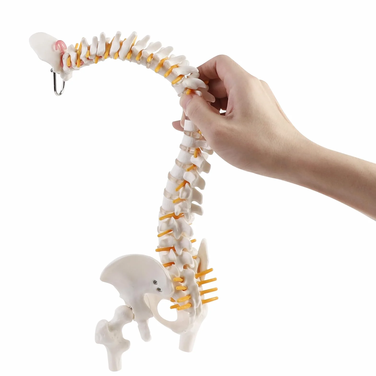 ERWEY Model ludzkiego kręgosłupa, model szkieletu kręgosłupa z kręgosłupem, miednicą, udami, cokołem i stojakiem do badań medycznych w klasie, 45 cm