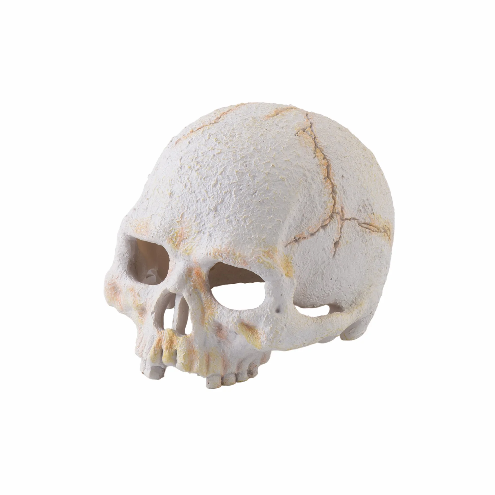 Exo Terra 0015561229265 1 czaszka Primaten, mała, wielokolorowa, 0,9 kg