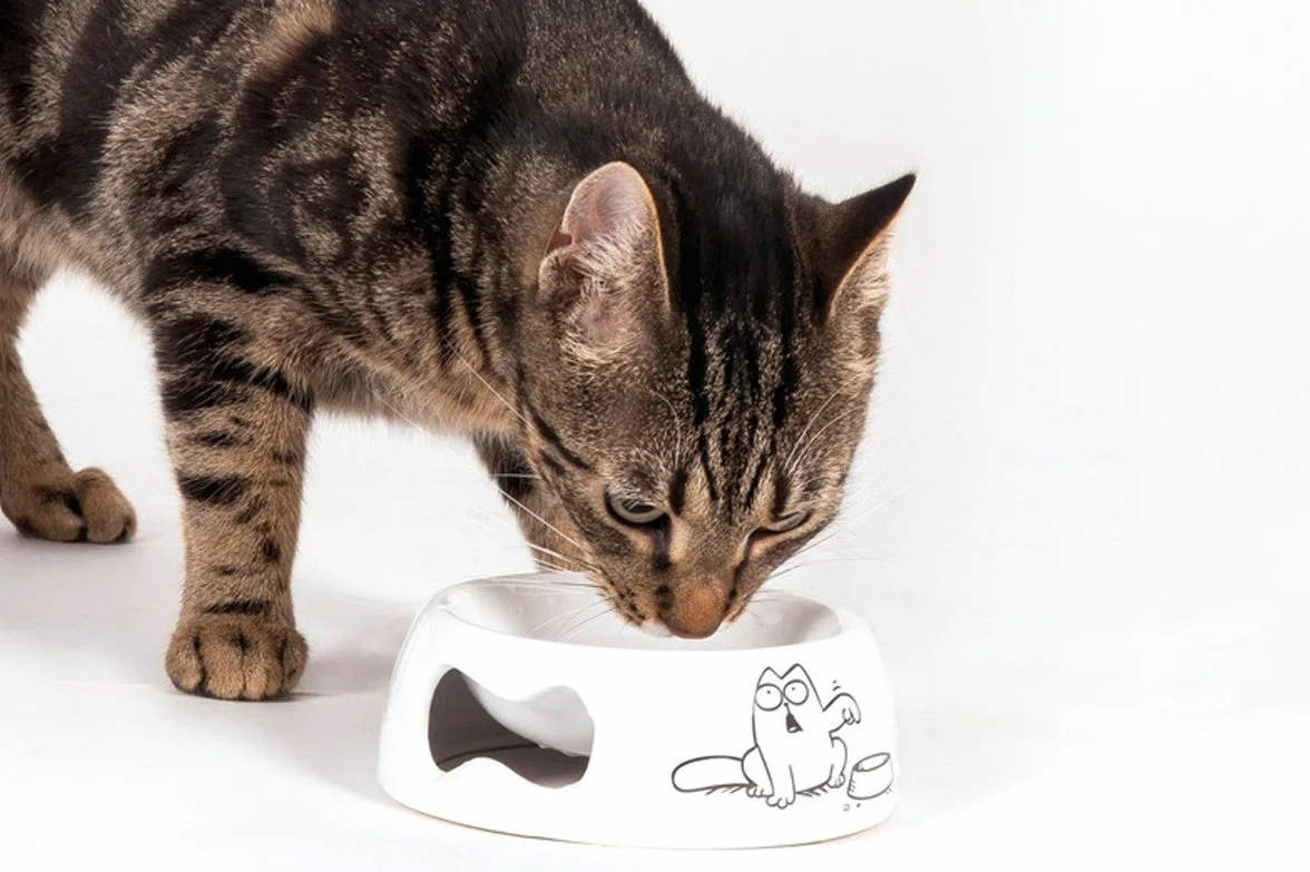 Karlie 44446 Miska dla Kota z Motywem Simon's Cat, ⌀ 14.5 cm, Biały