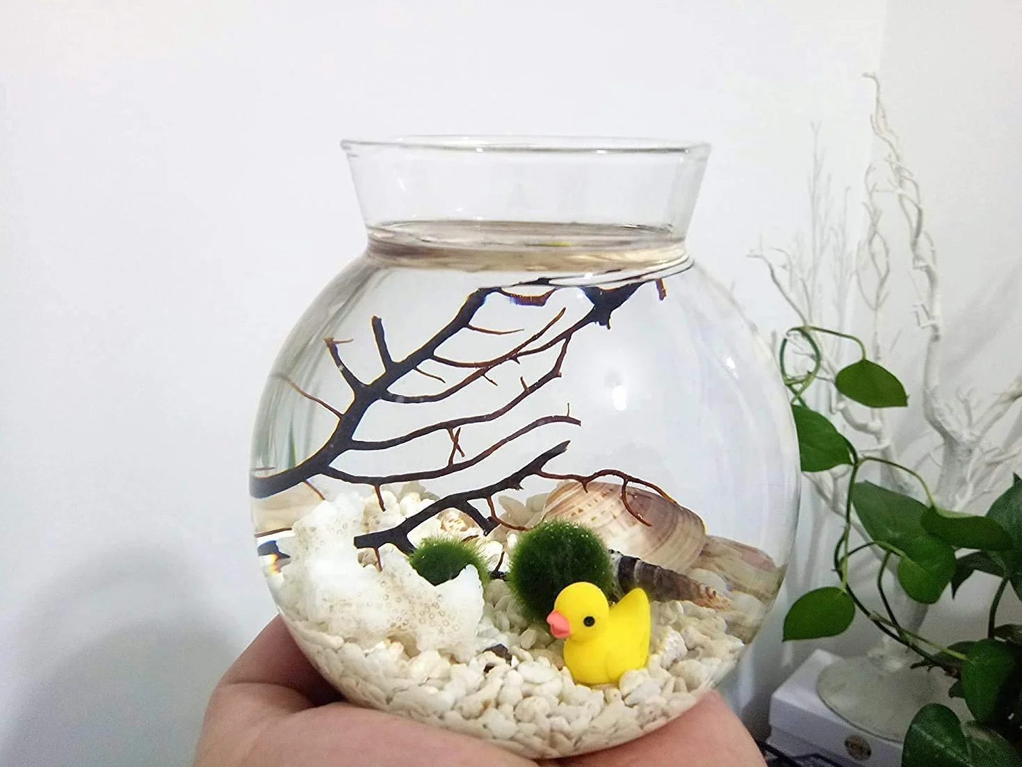 Ecosides Zestaw LED do akwarium Marimo, kreatywna lampka nocna LED, mikrokrajobraz, ekologiczna butelka, szklany słoik terrarium kula, z żywymi kulkami mchu, kamyczkami, muszlą, czarnym koralem