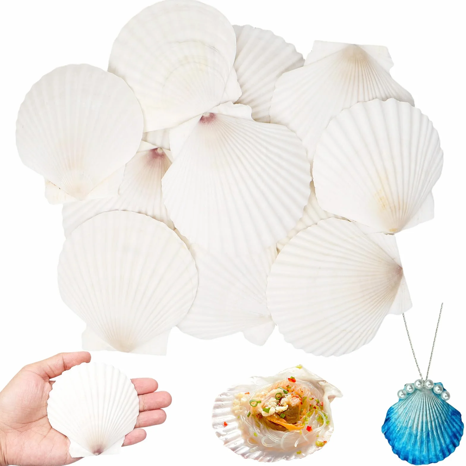 Białe przegrzebki, 12 sztuk, naturalne muszle, duże, muszle wachlarzowe 8-9 cm, muszle dekoracyjne do dekoracji kuchni, talerzyków przystawek, dekoracja akwarium, "zrób to sam"