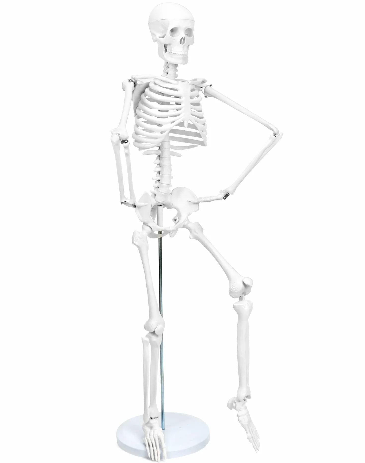 QWORK Model anatomiczny szkieletu człowieka 85 cm narzędzie do nauczania medycznego