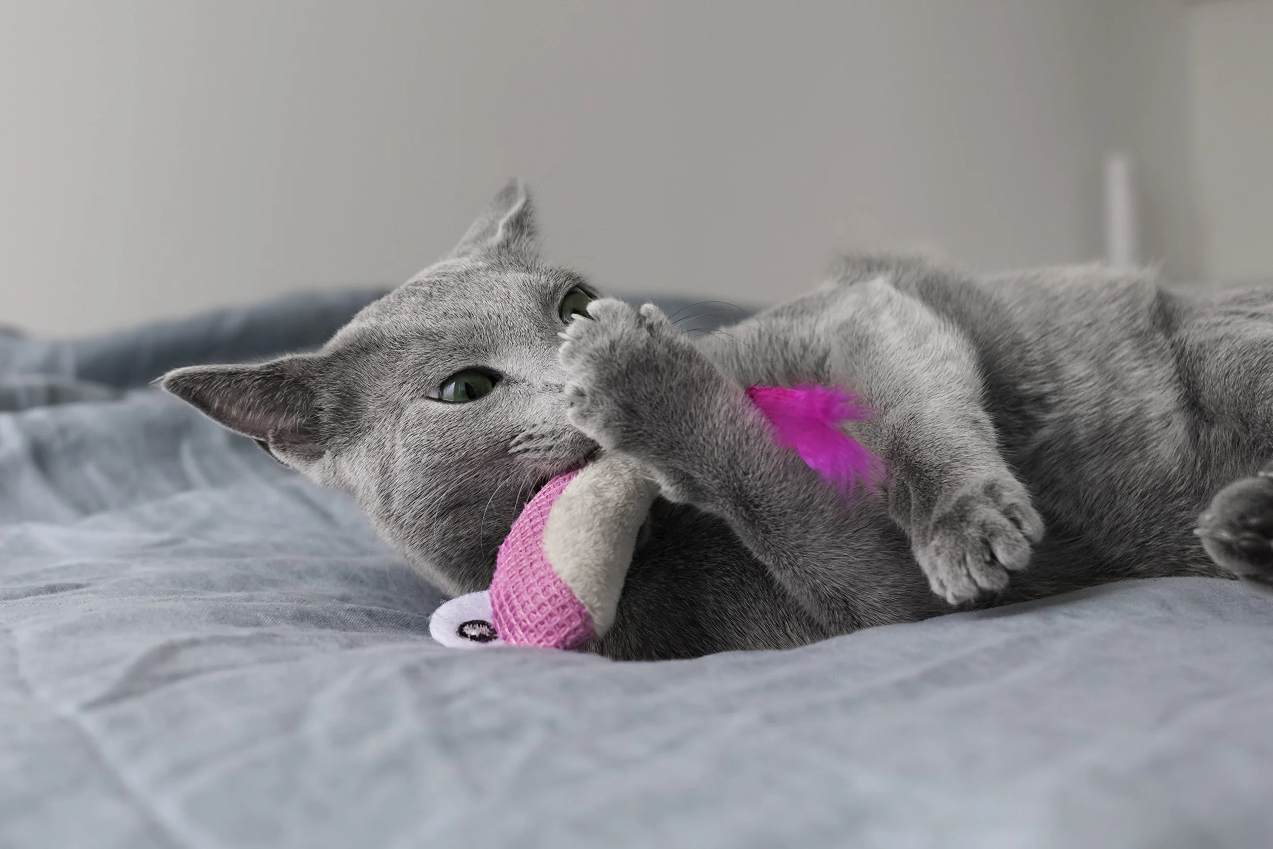 Petstages Dental Shrimpies - Gryzak dla kota - z kocimiętką - dba o zdrowe zęby - wielobarwna - 2-pak