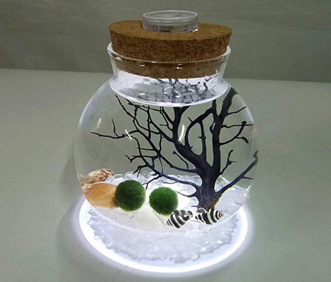 Ecosides Zestaw LED do akwarium Marimo, kreatywna lampka nocna LED, mikrokrajobraz, ekologiczna butelka, szklany słoik terrarium kula, z żywymi kulkami mchu, kamyczkami, muszlą, czarnym koralem