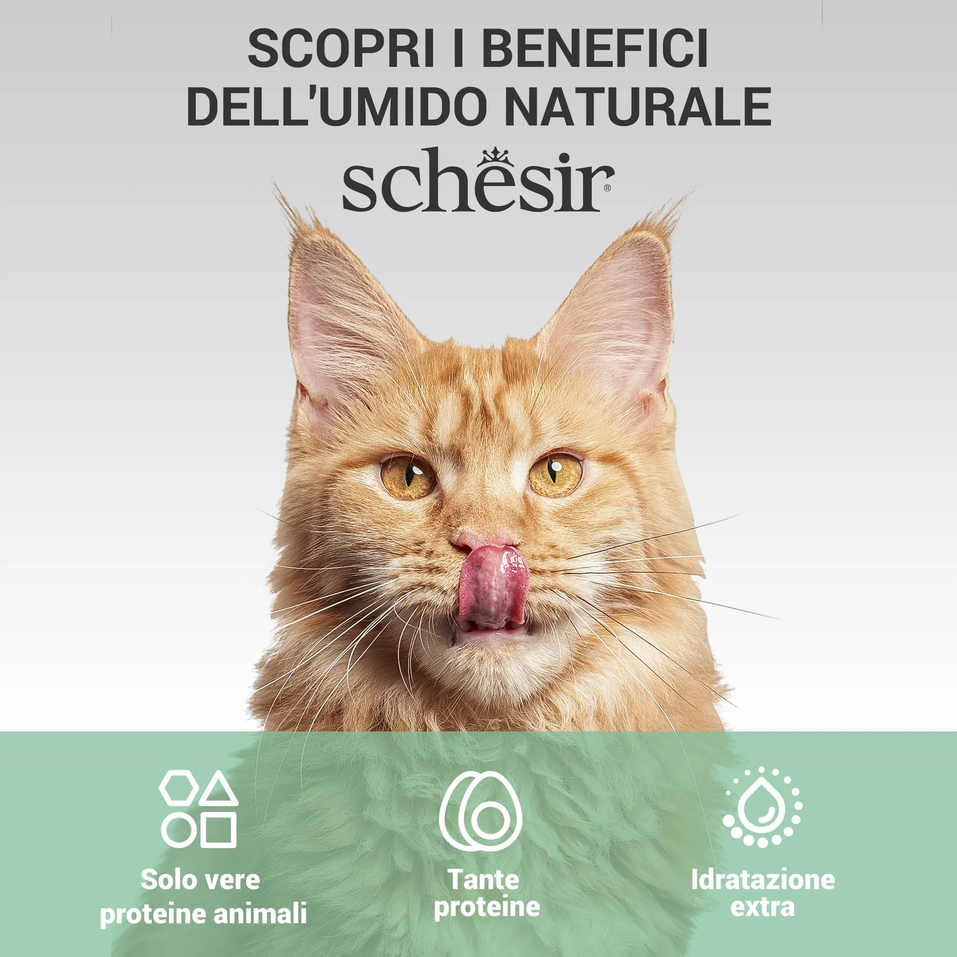 Schesir Variety Pack Broth 6 x 70 g