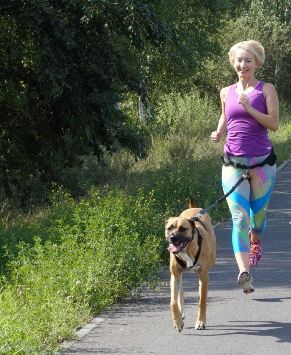 DINGO Pas Canicross 4 w 1, uniwersalny, regulowany, bezpieczny, odblaskowy, wielofunkcyjny, bez użycia rąk, do biegania, uprawiania sportu, joggingu, treningu, czarny (12780-2)
